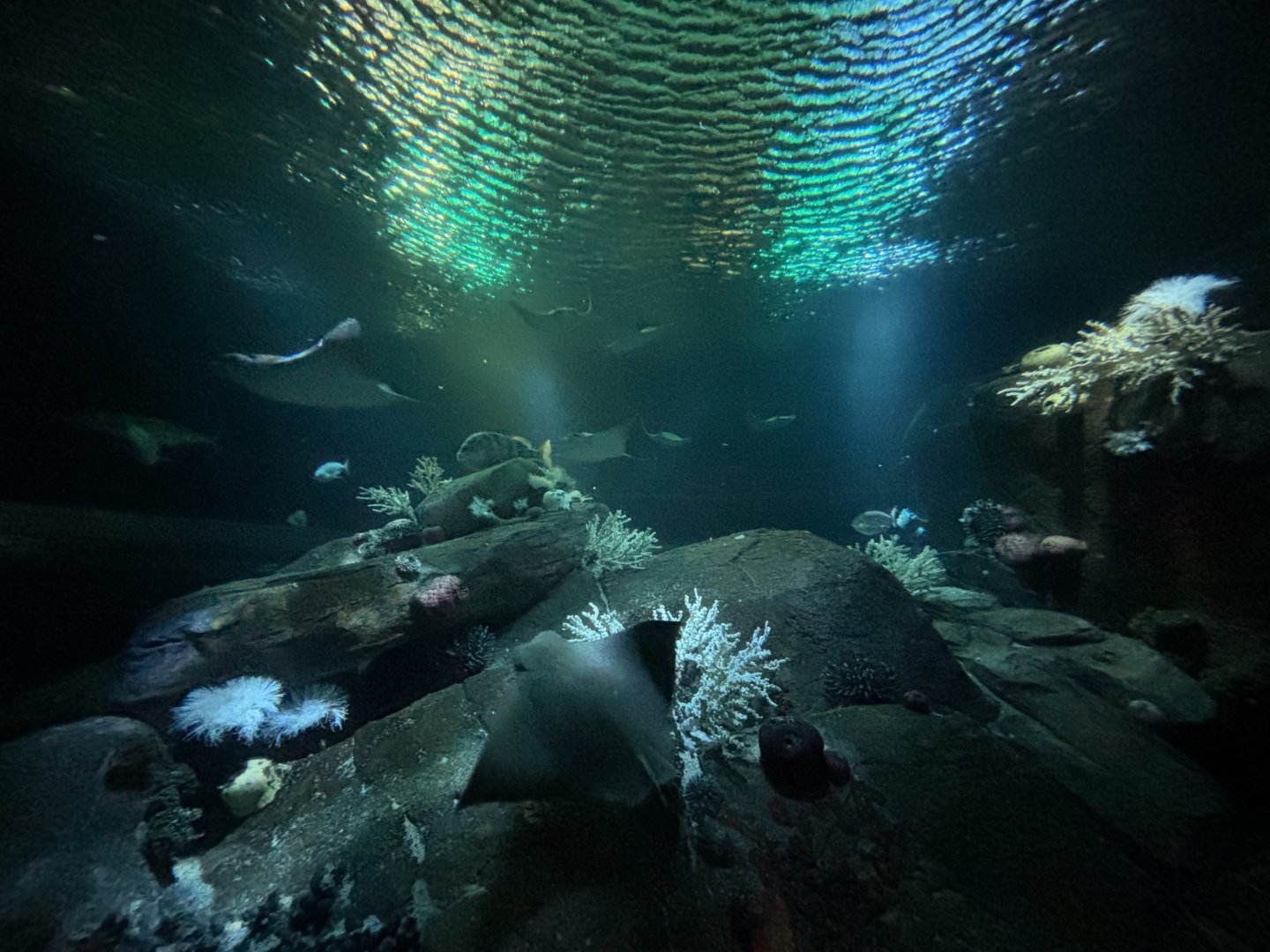 Ocean Wonders: Sharks!- Discover New York Waters