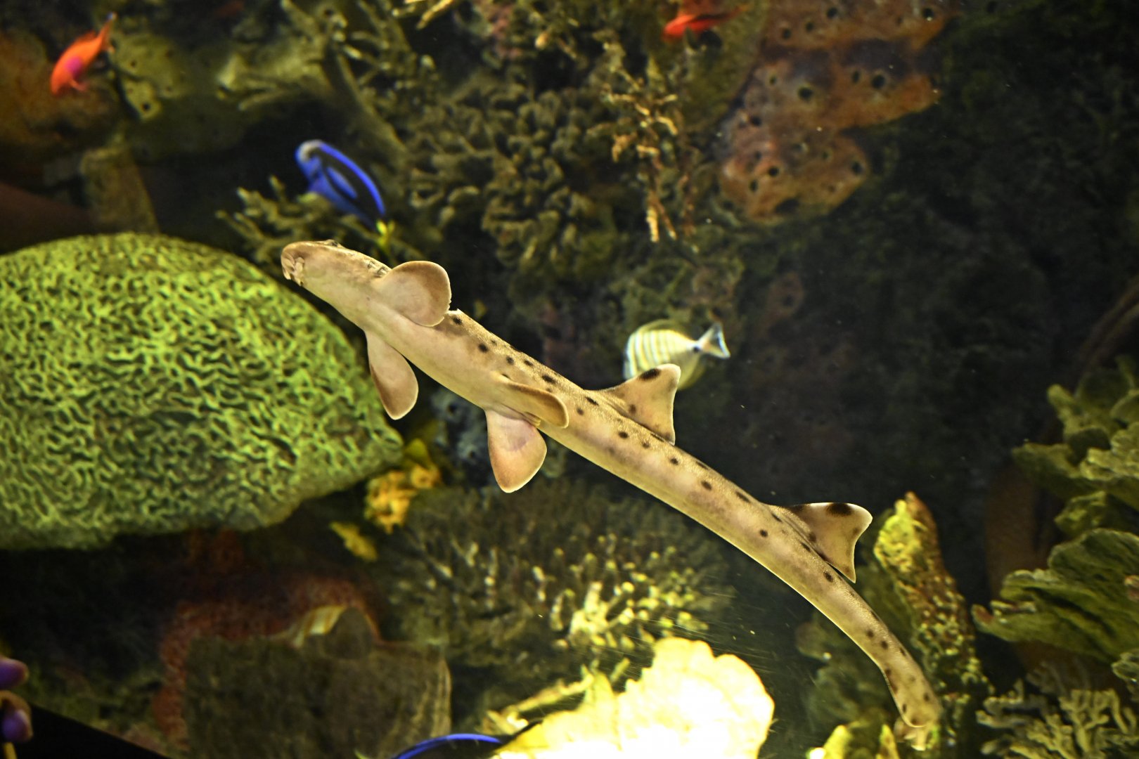 Ocean Wonders: Sharks! - Epaulette Shark (Hemiscyllium ocellatum)