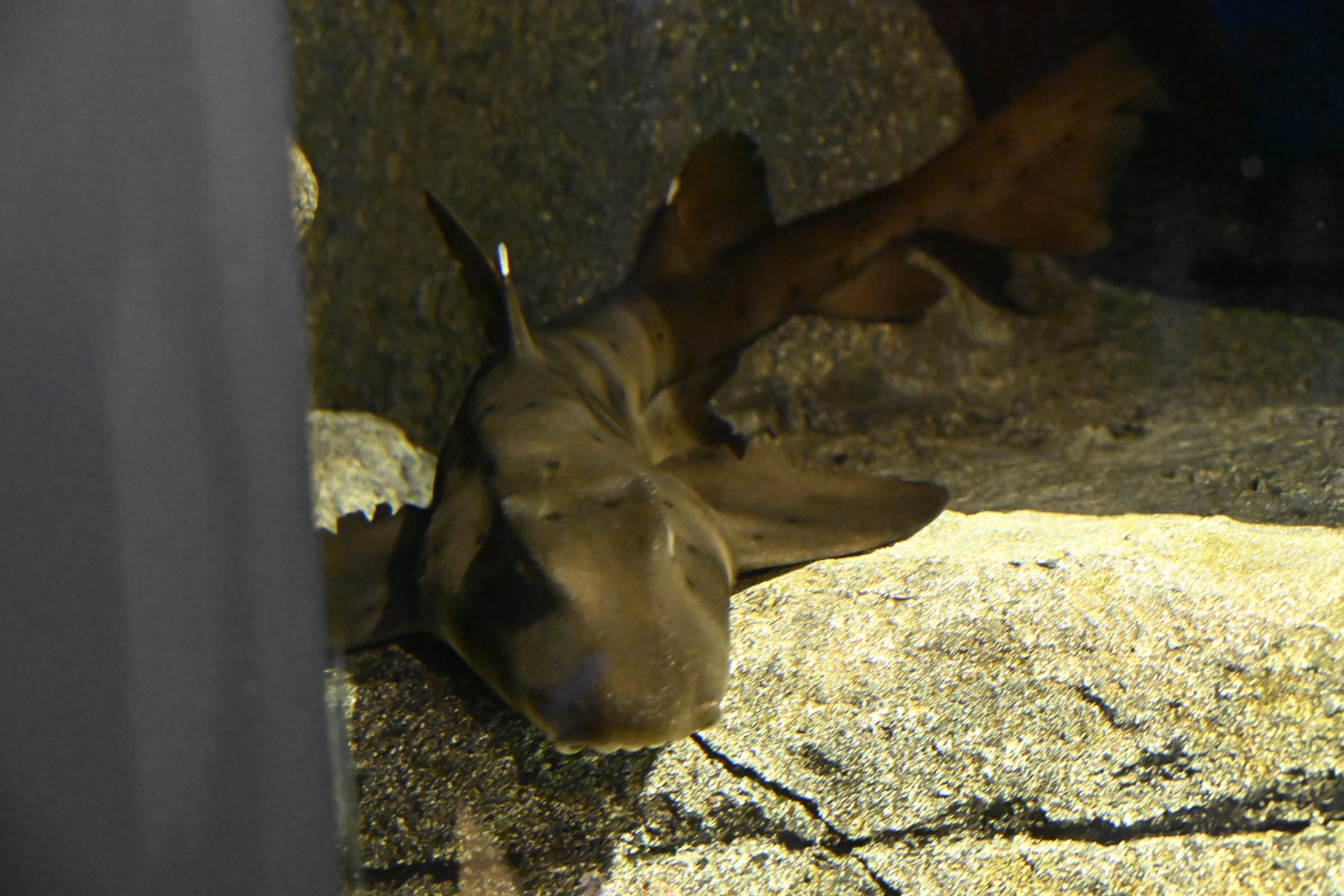 Ocean Wonders: Sharks! - Horn Shark (Heterodontus francisci)