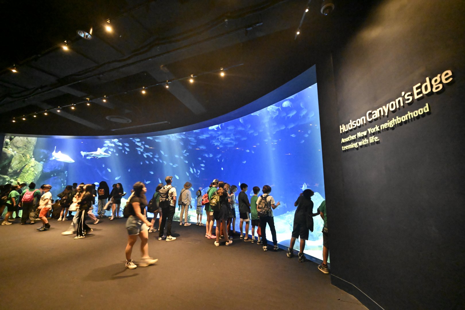 Ocean Wonders: Sharks! - Hudson Canyon's Edge Exhibit