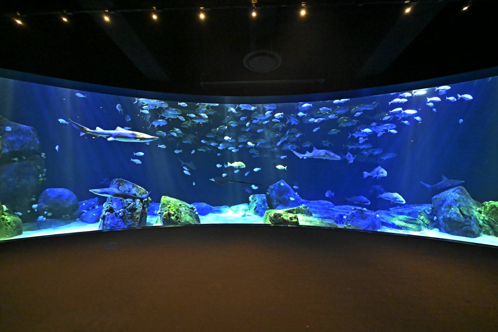 Ocean Wonders: Sharks! - Hudson Canyon's Edge Exhibit