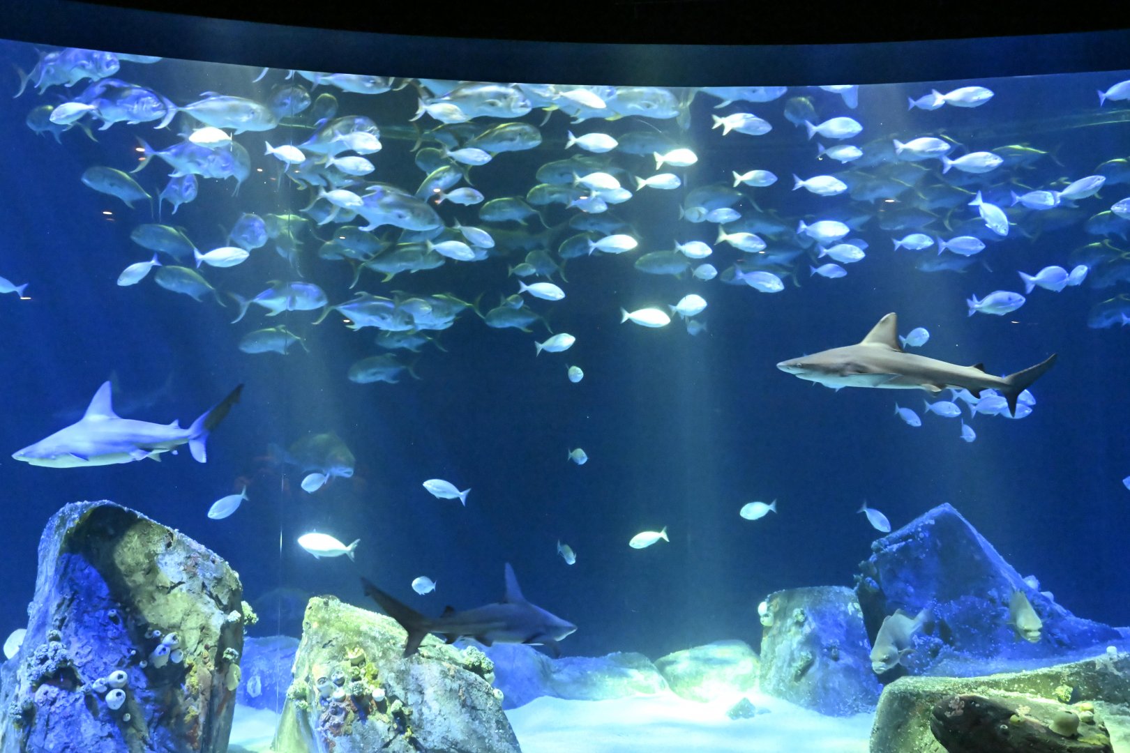 Ocean Wonders: Sharks! - Hudson Canyon's Edge Exhibit
