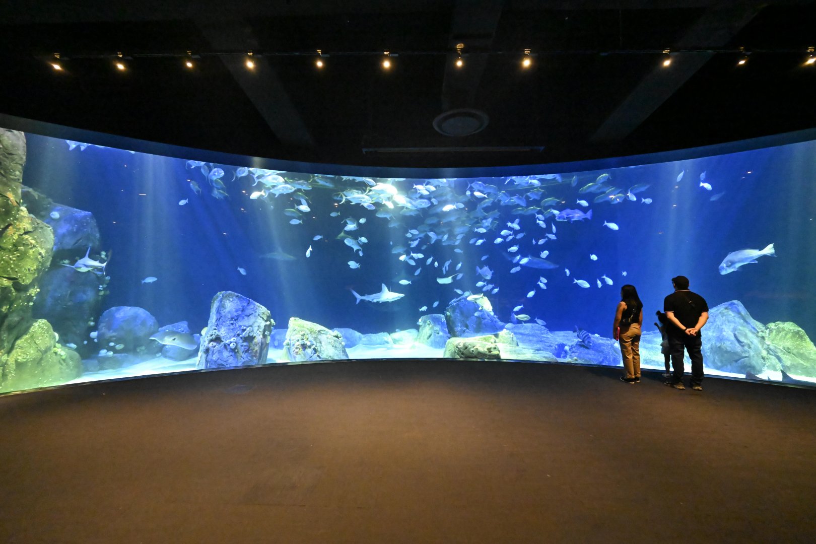 Ocean Wonders: Sharks! - Hudson Canyon's Edge Exhibit