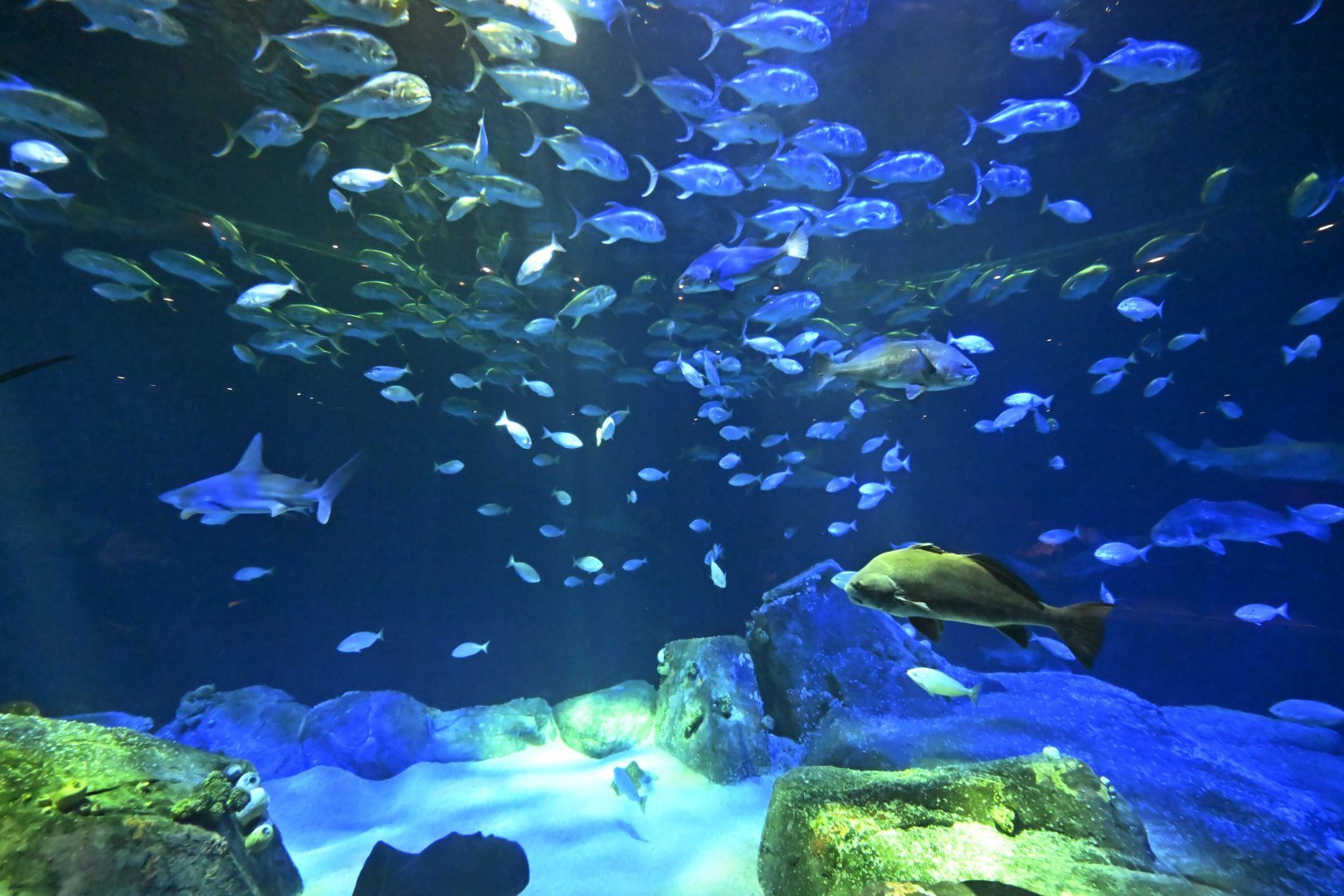 Ocean Wonders: Sharks! - Hudson Canyon's Edge Exhibit