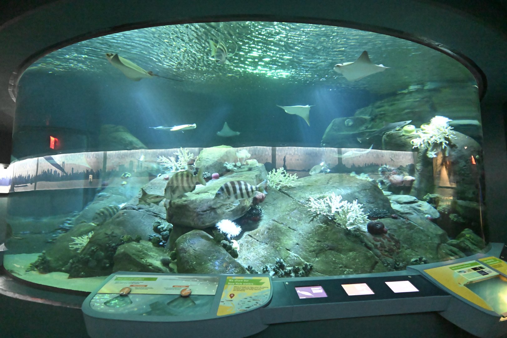 Ocean Wonders: Sharks! - New York Harbor Exhibit
