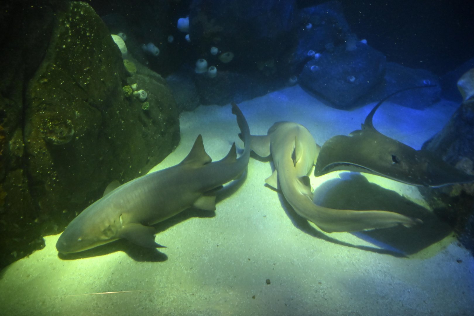 Ocean Wonders: Sharks! - Nurse Sharks and Stingrays