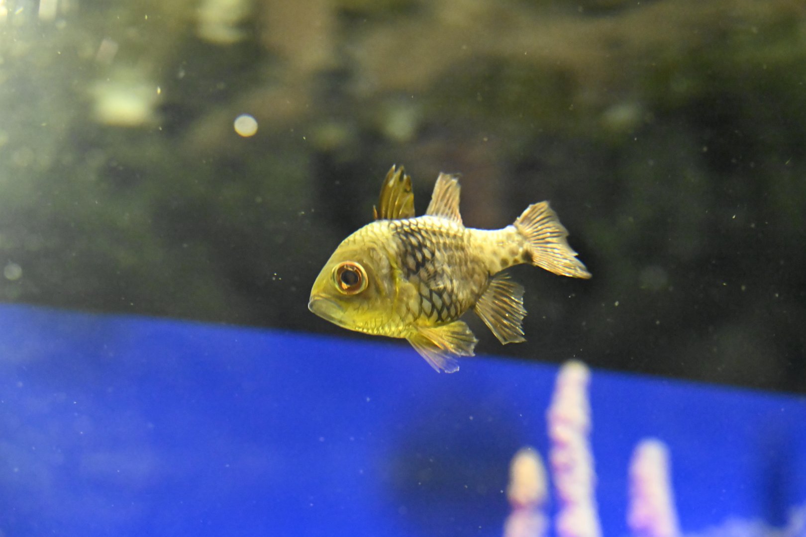 Ocean Wonders: Sharks! - Pajama Cardinalfish (Sphaeramia nematoptera)