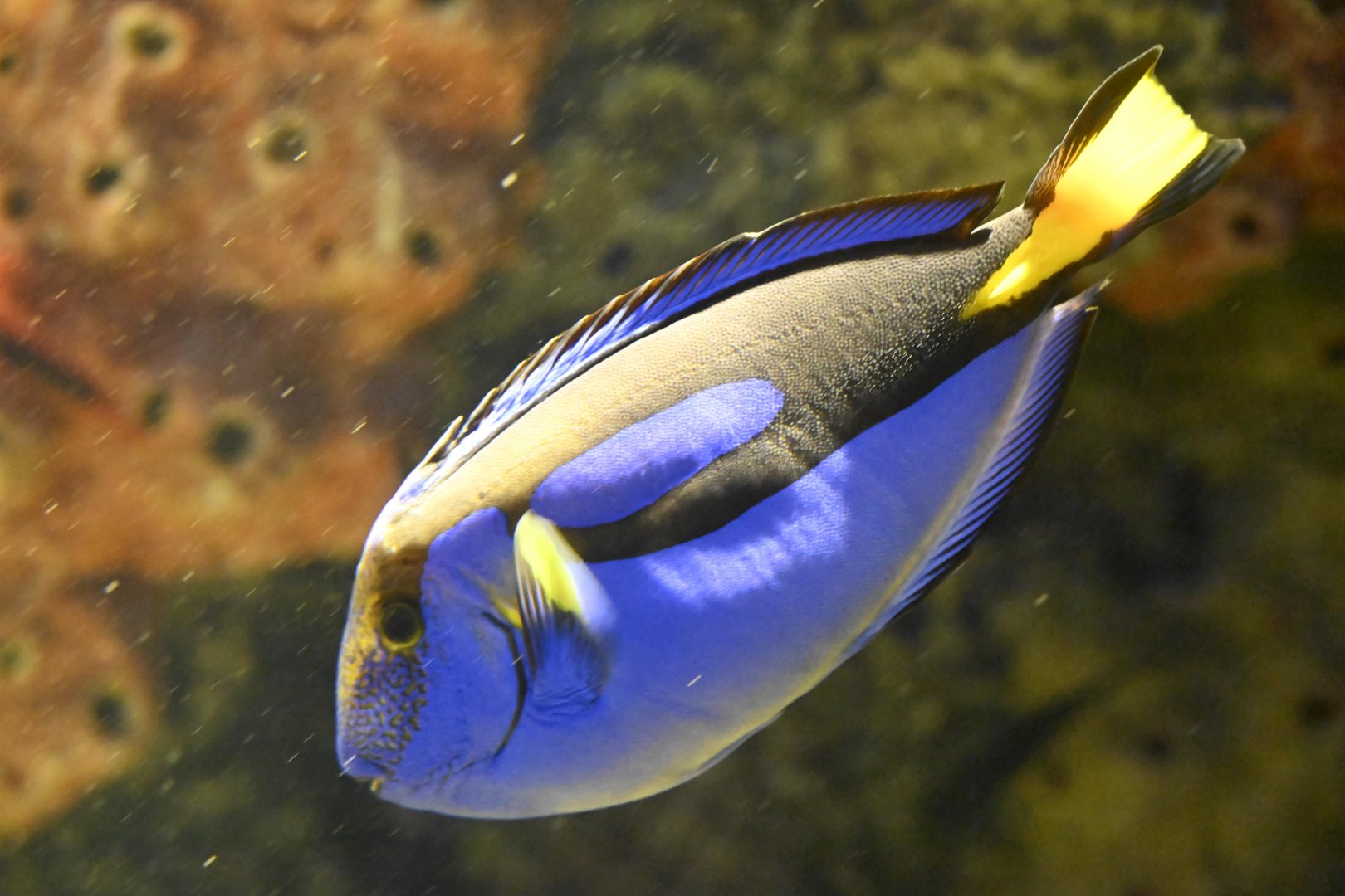 Ocean Wonders: Sharks! - Palette Tang (Paracanthurus hepatus)