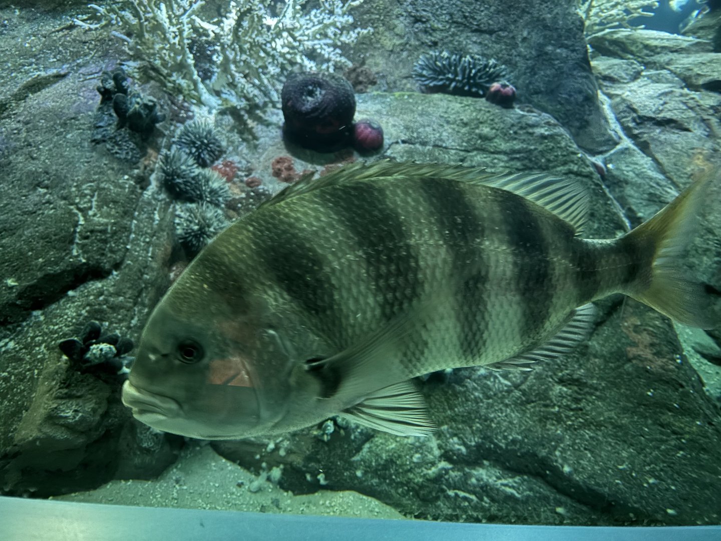 Ocean Wonders: Sharks!- Sheepshead