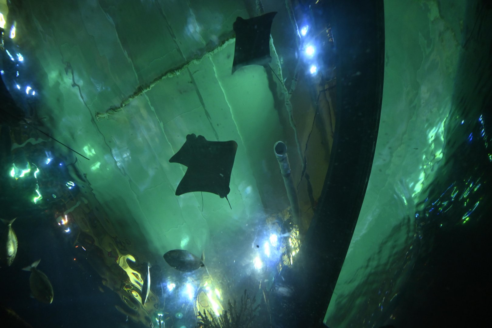 Ocean Wonders: Sharks! - View of the Harbor exhibit from the Crawl-through Tunnel