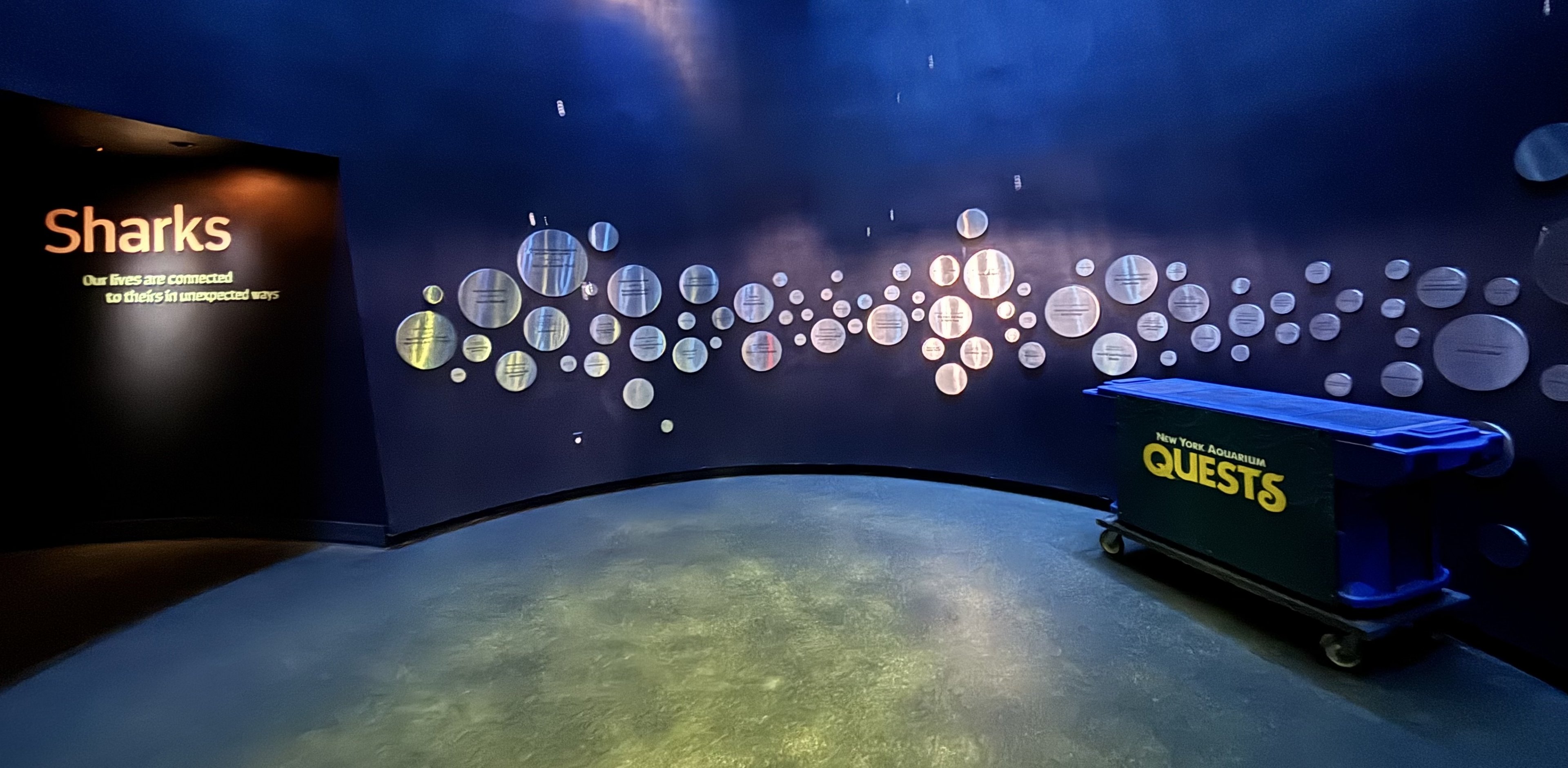 Ocean Wonders: Sharks!