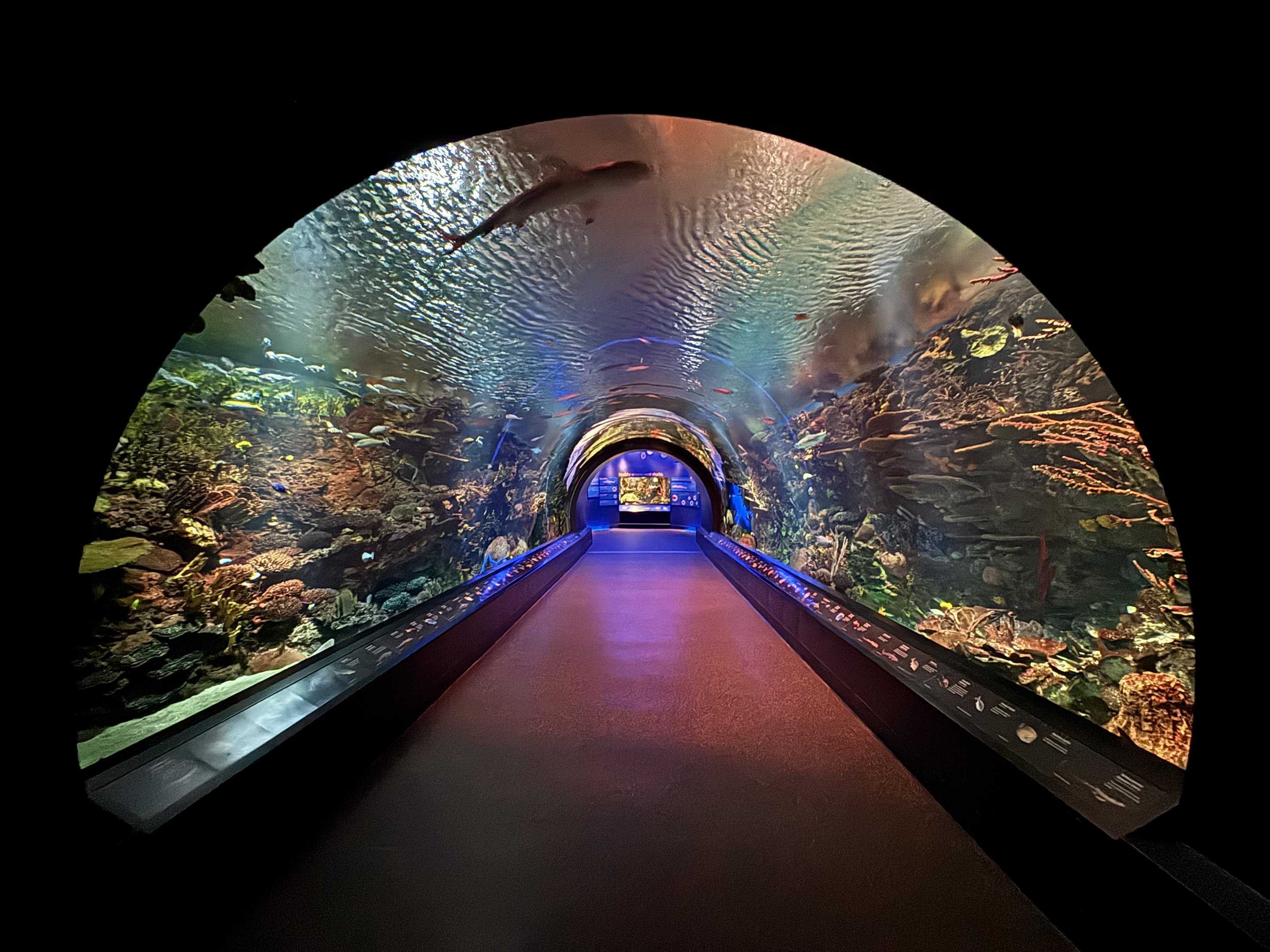 Ocean Wonders: Sharks!