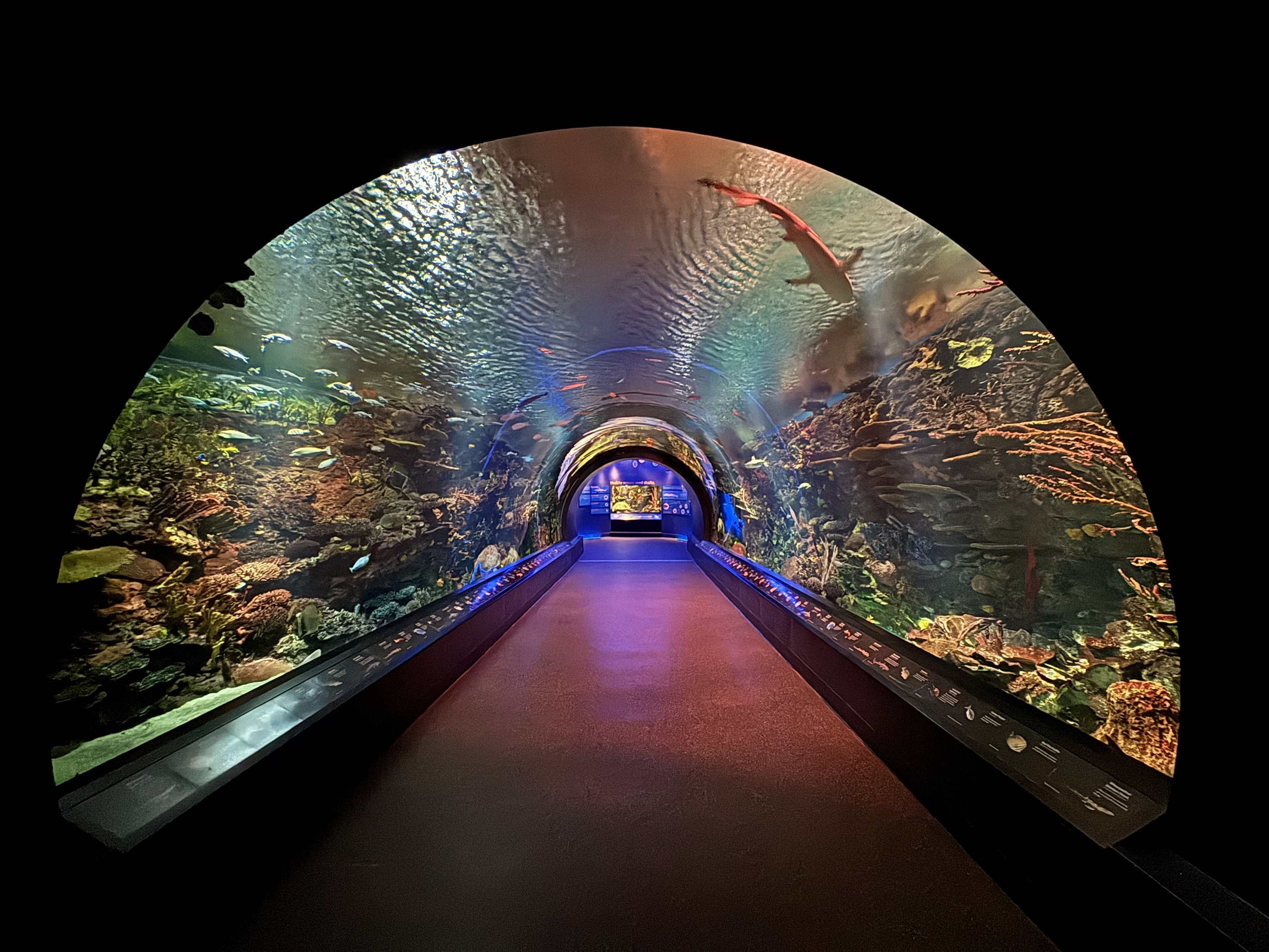 Ocean Wonders: Sharks!