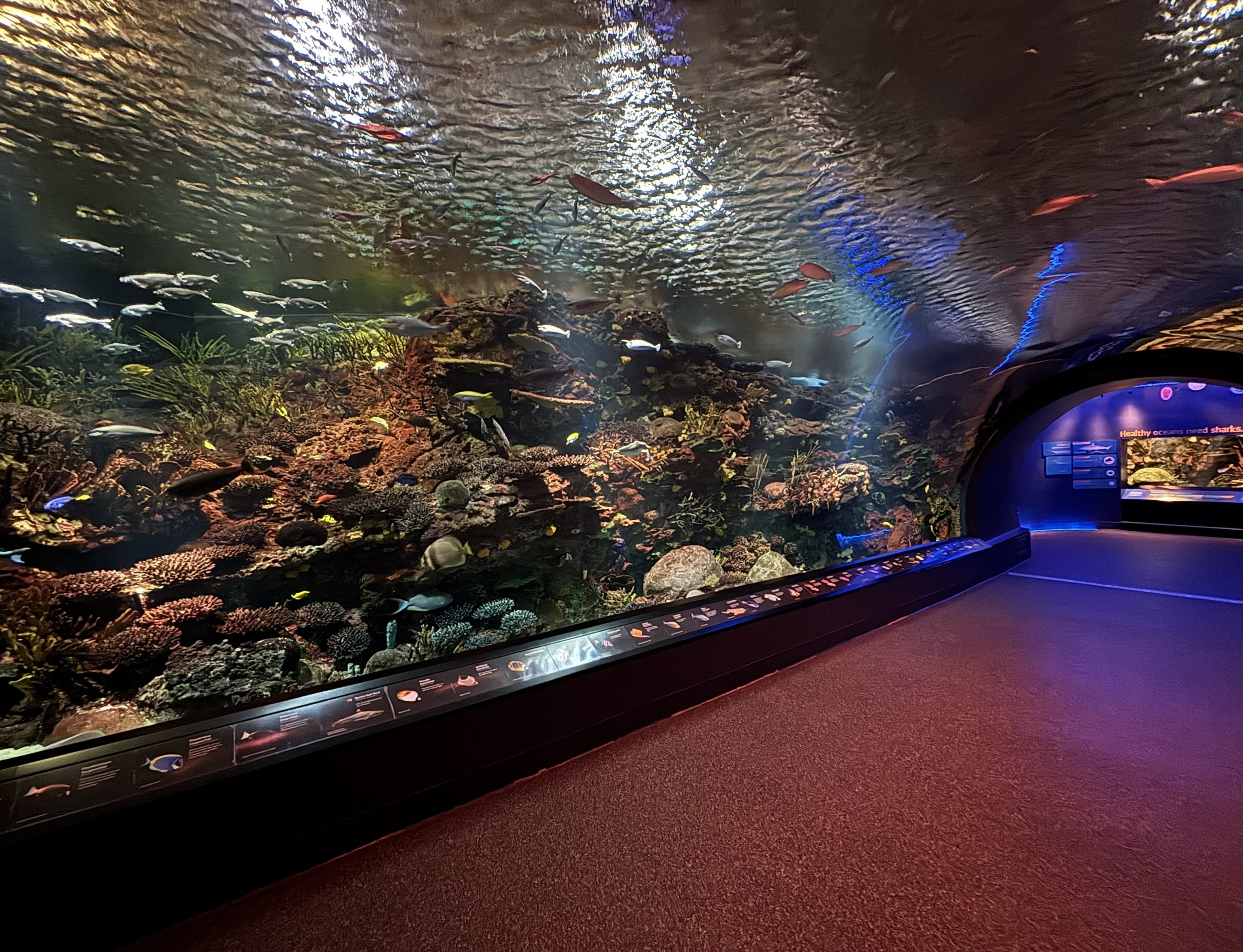 Ocean Wonders: Sharks!