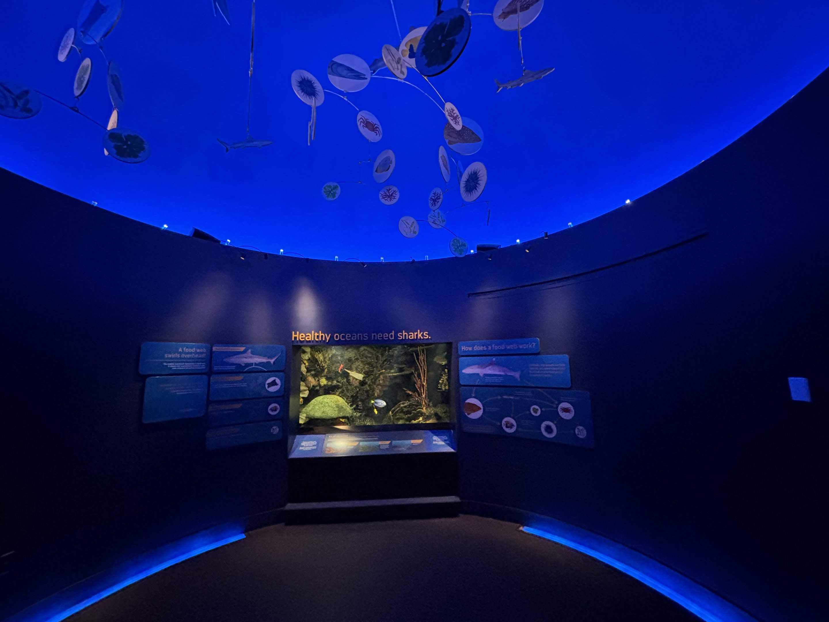 Ocean Wonders: Sharks!