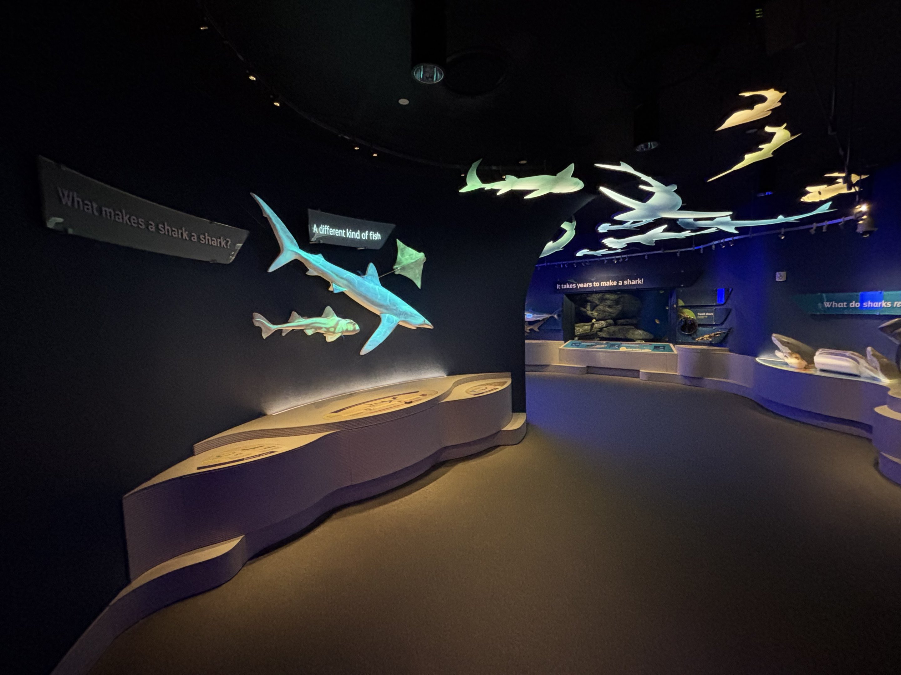 Ocean Wonders: Sharks!