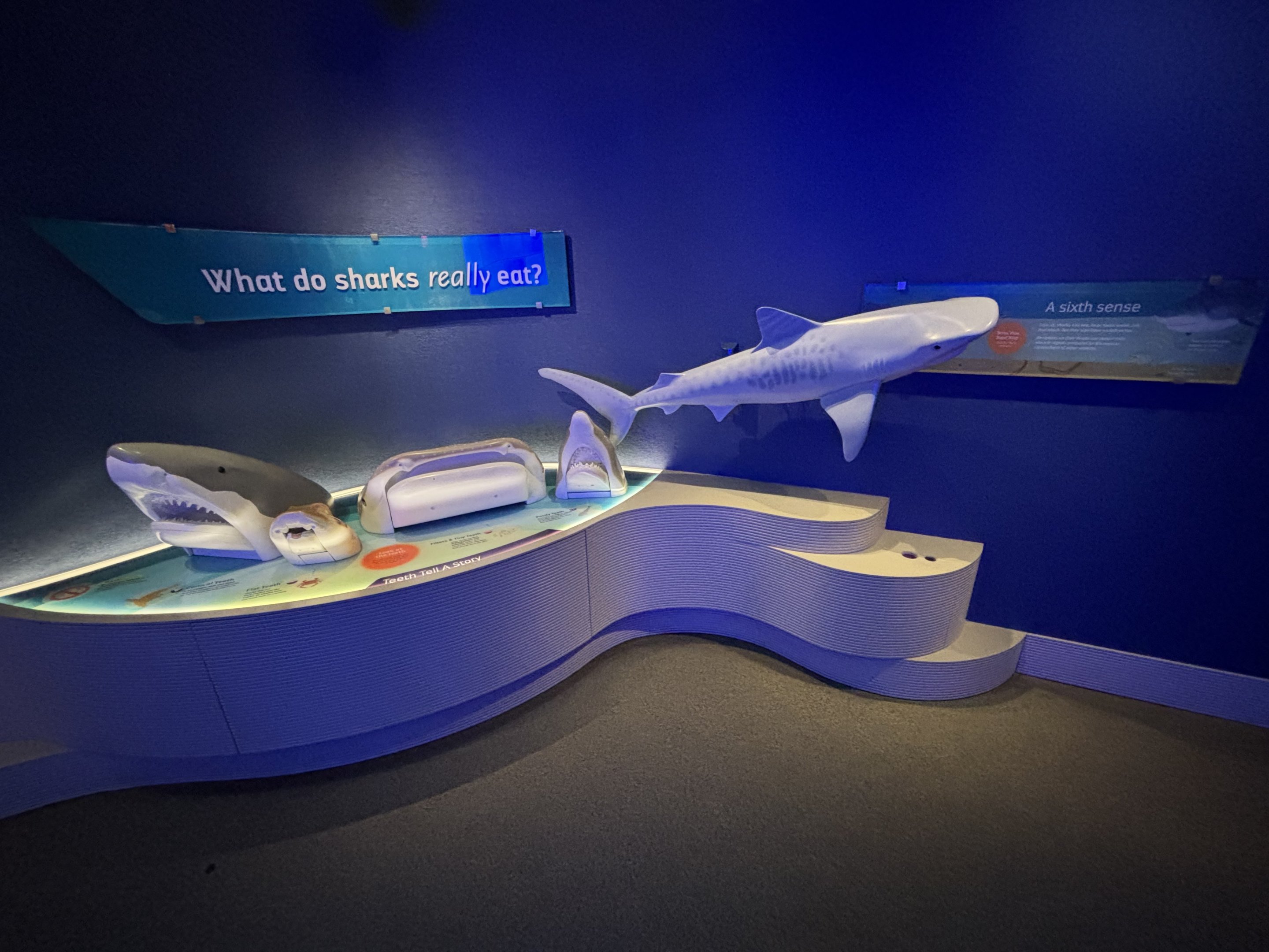 Ocean Wonders: Sharks!