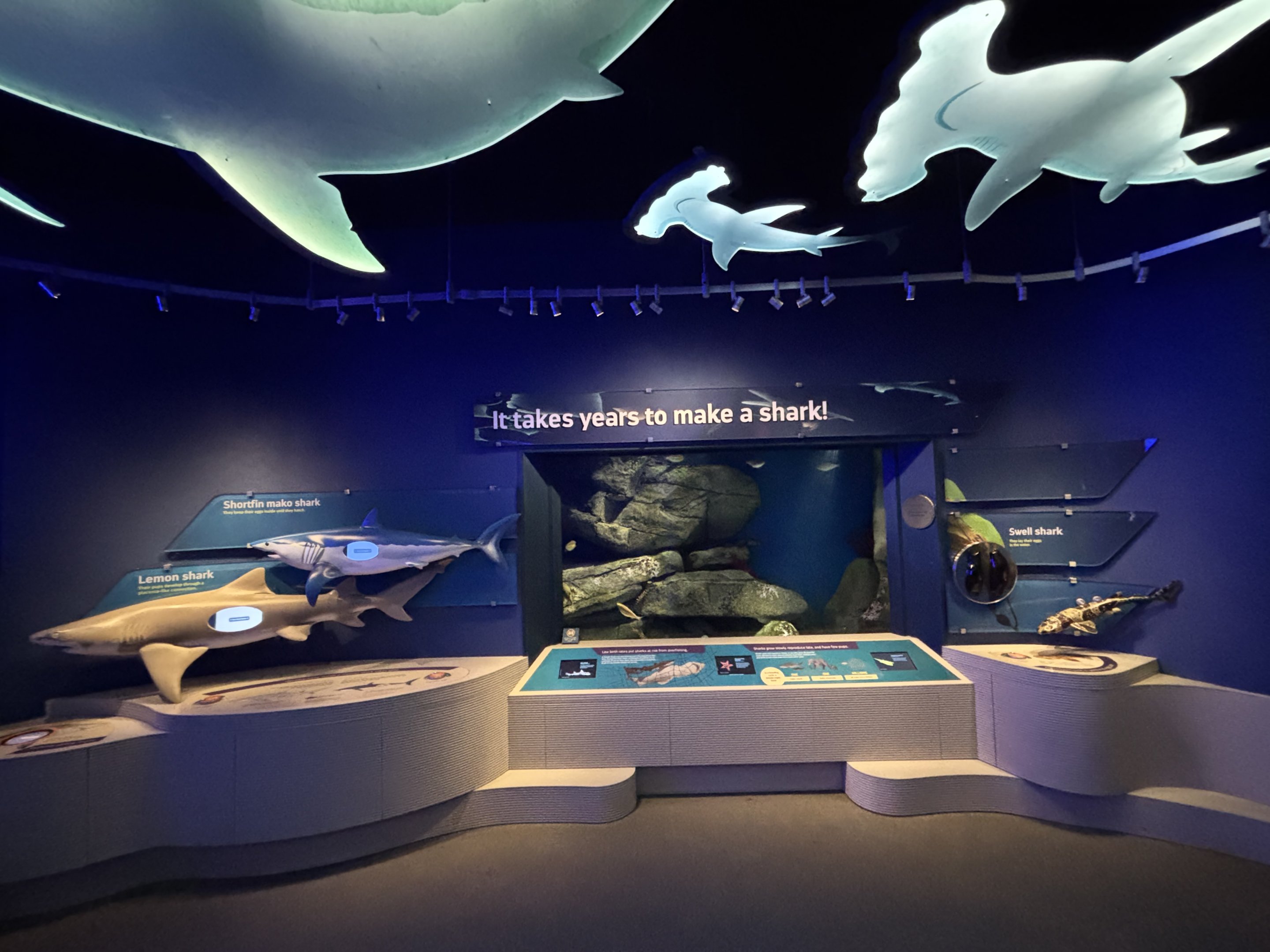 Ocean Wonders: Sharks!