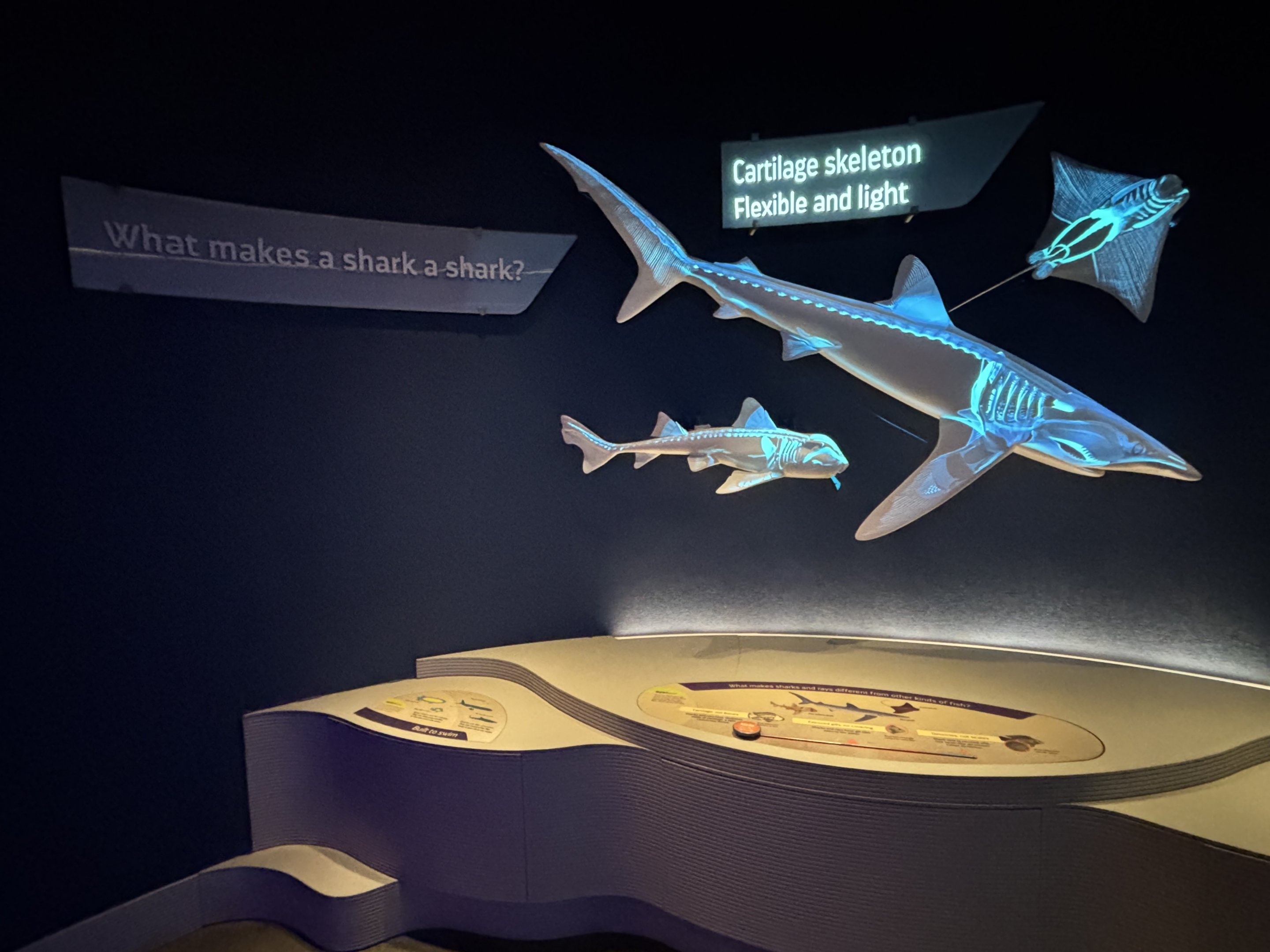 Ocean Wonders: Sharks!