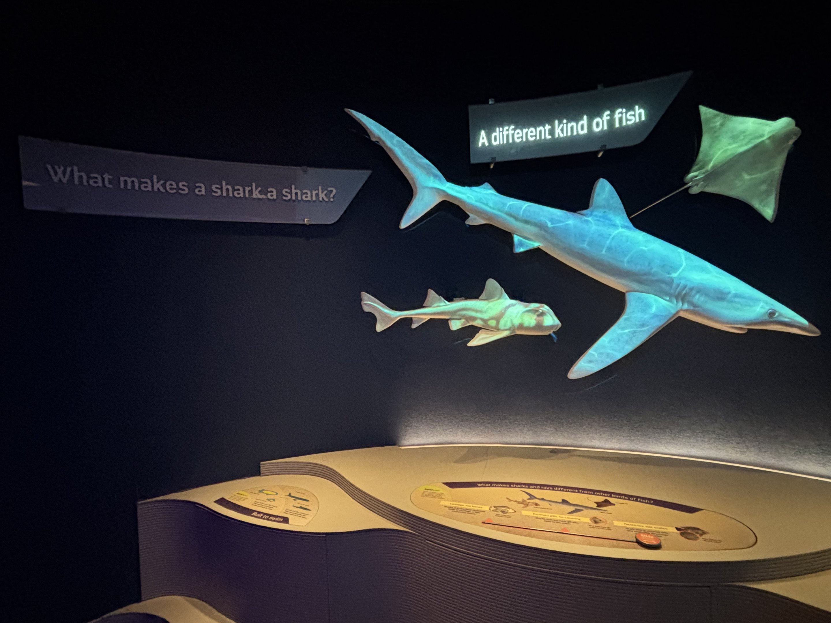 Ocean Wonders: Sharks!