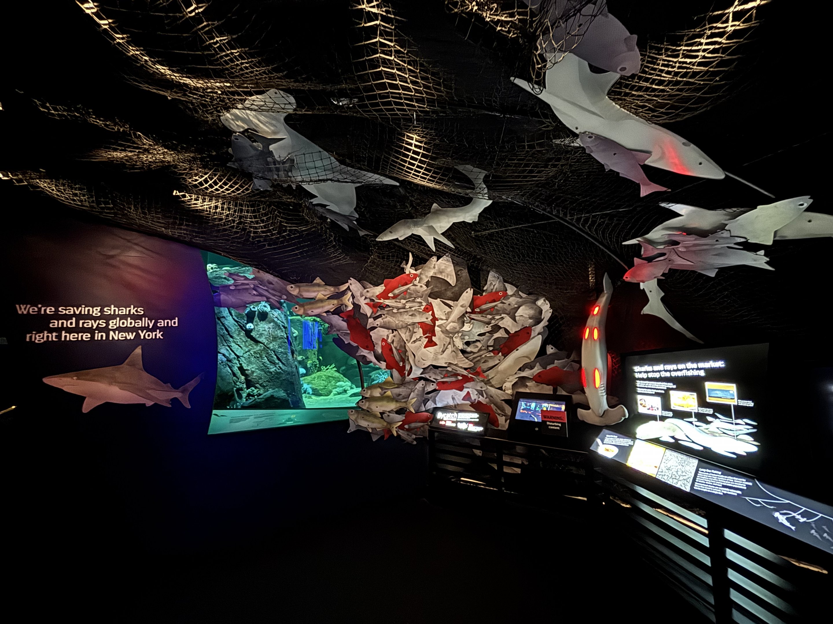 Ocean Wonders: Sharks!