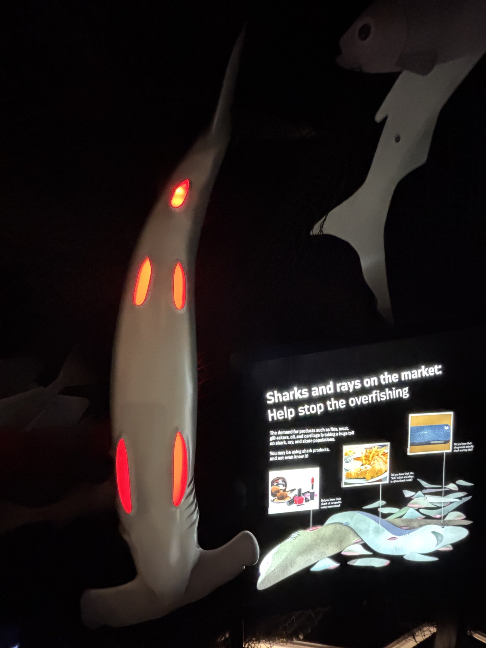 Ocean Wonders: Sharks!