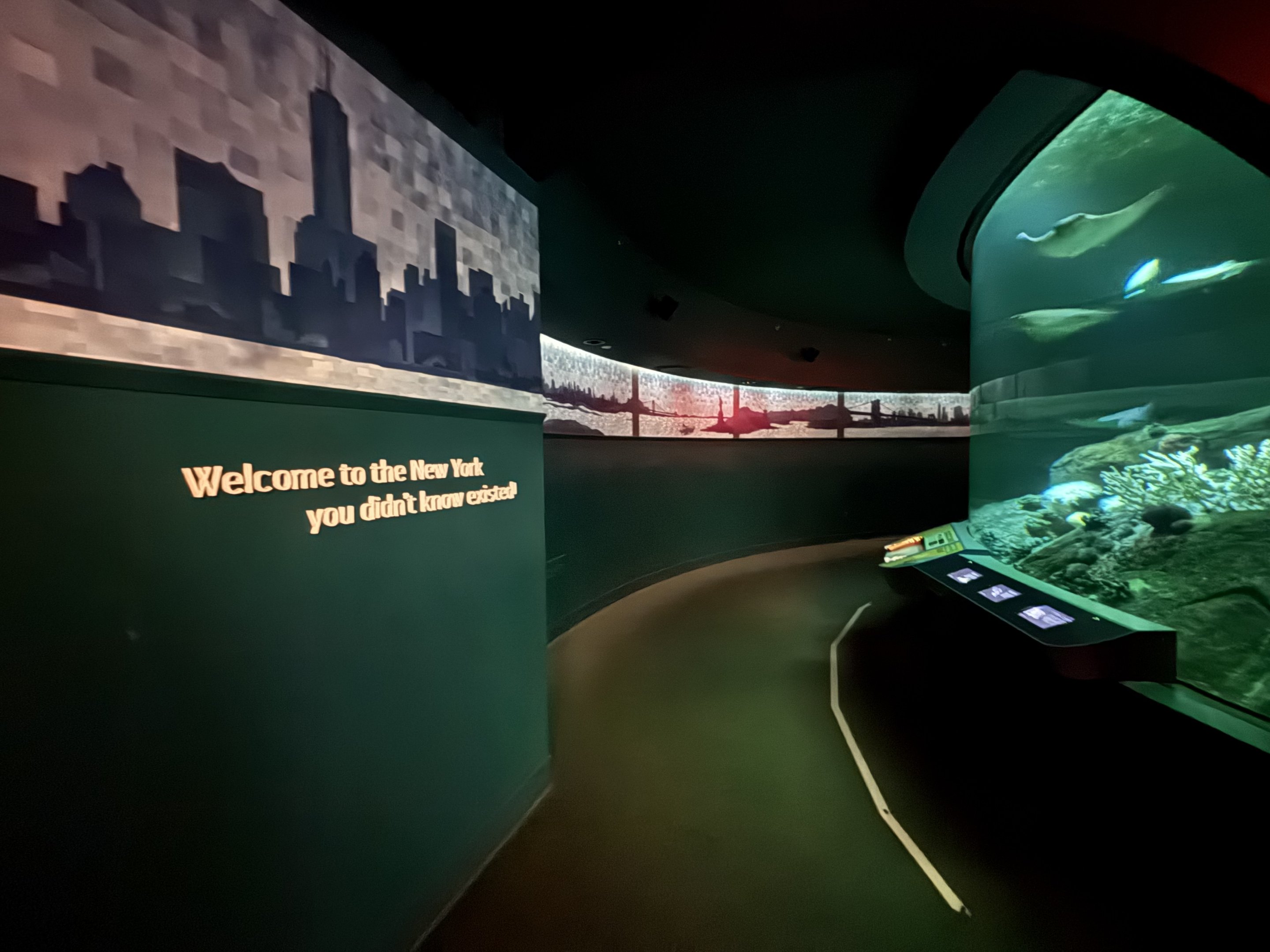 Ocean Wonders: Sharks!