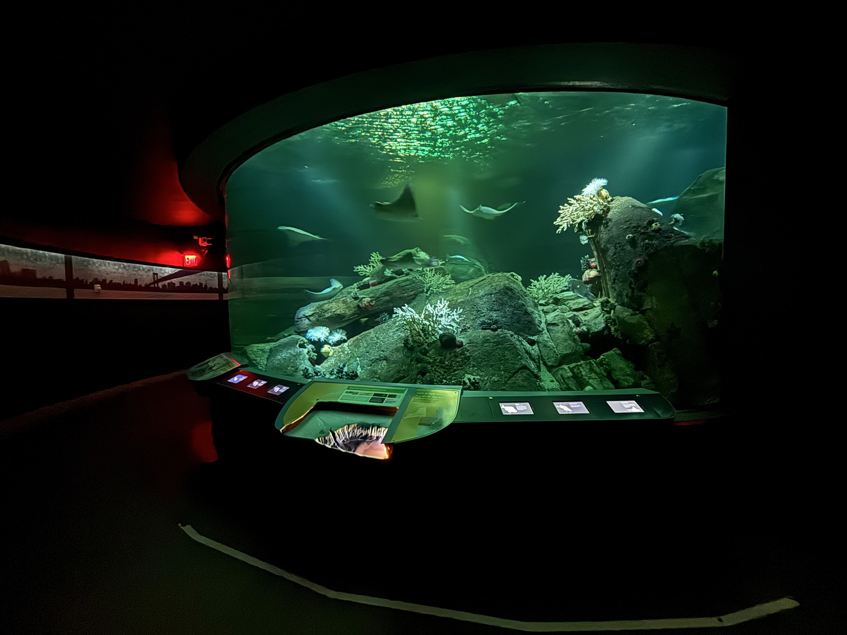 Ocean Wonders: Sharks!