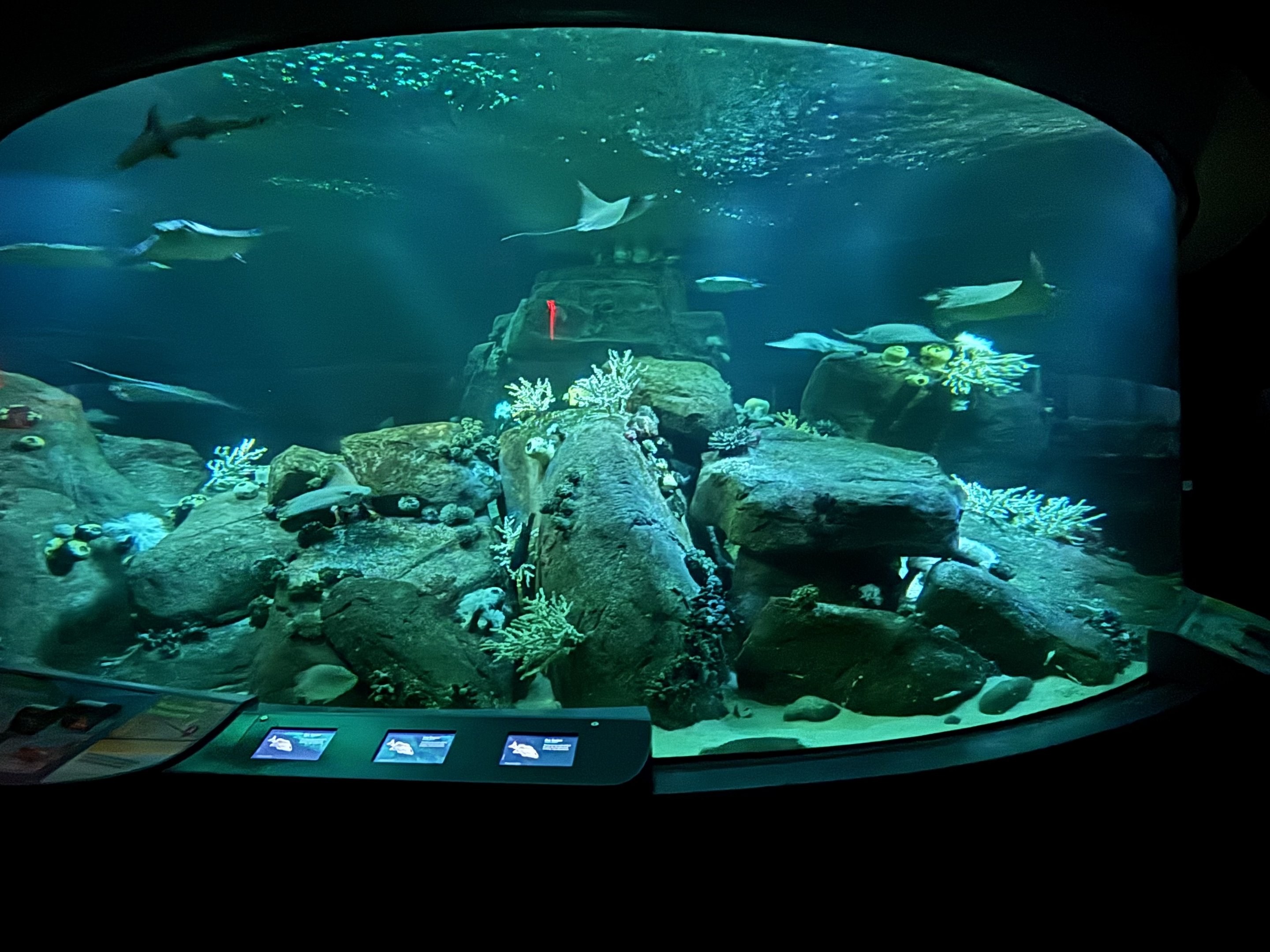 Ocean Wonders: Sharks!