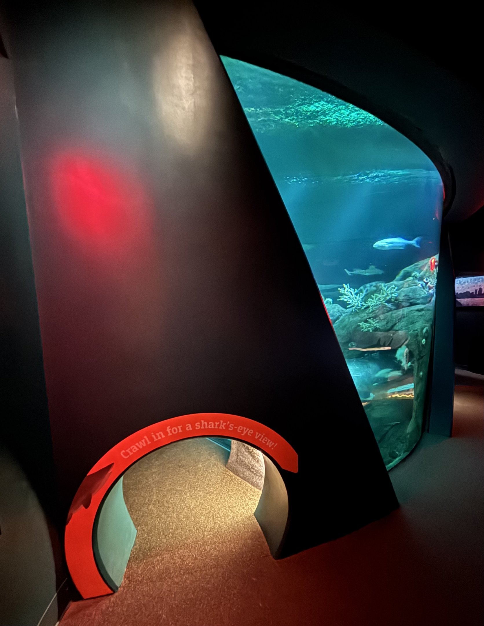 Ocean Wonders: Sharks!