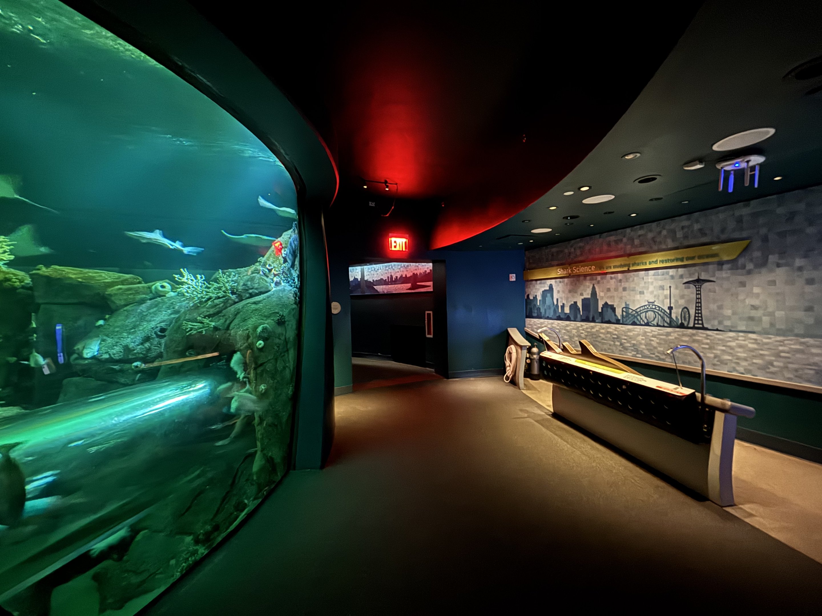 Ocean Wonders: Sharks!