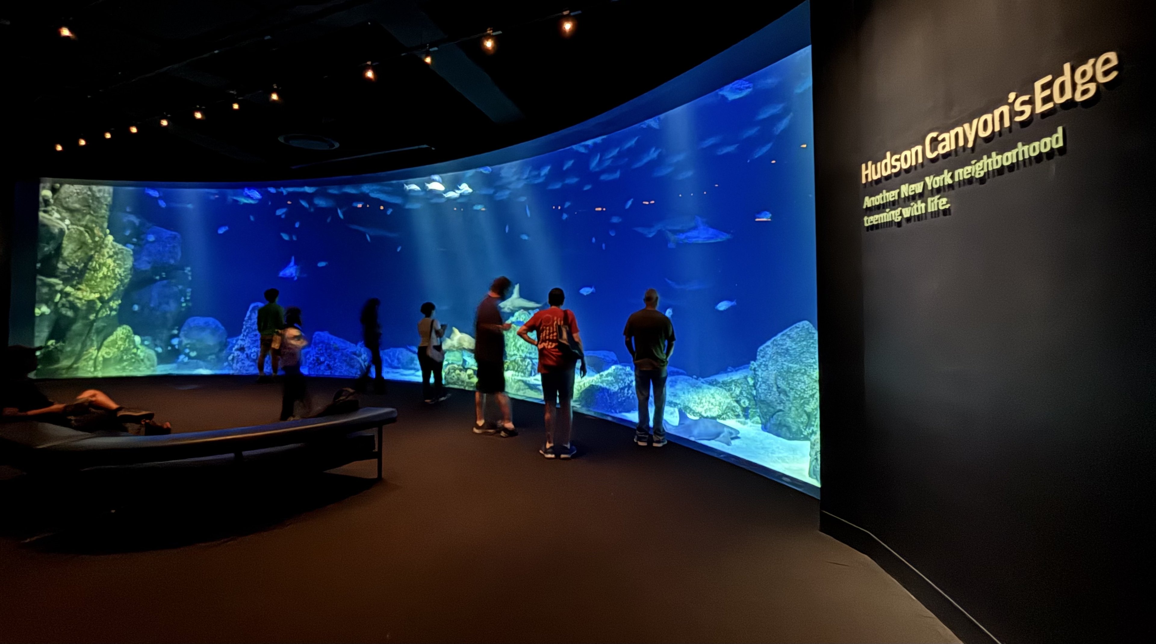 Ocean Wonders: Sharks!