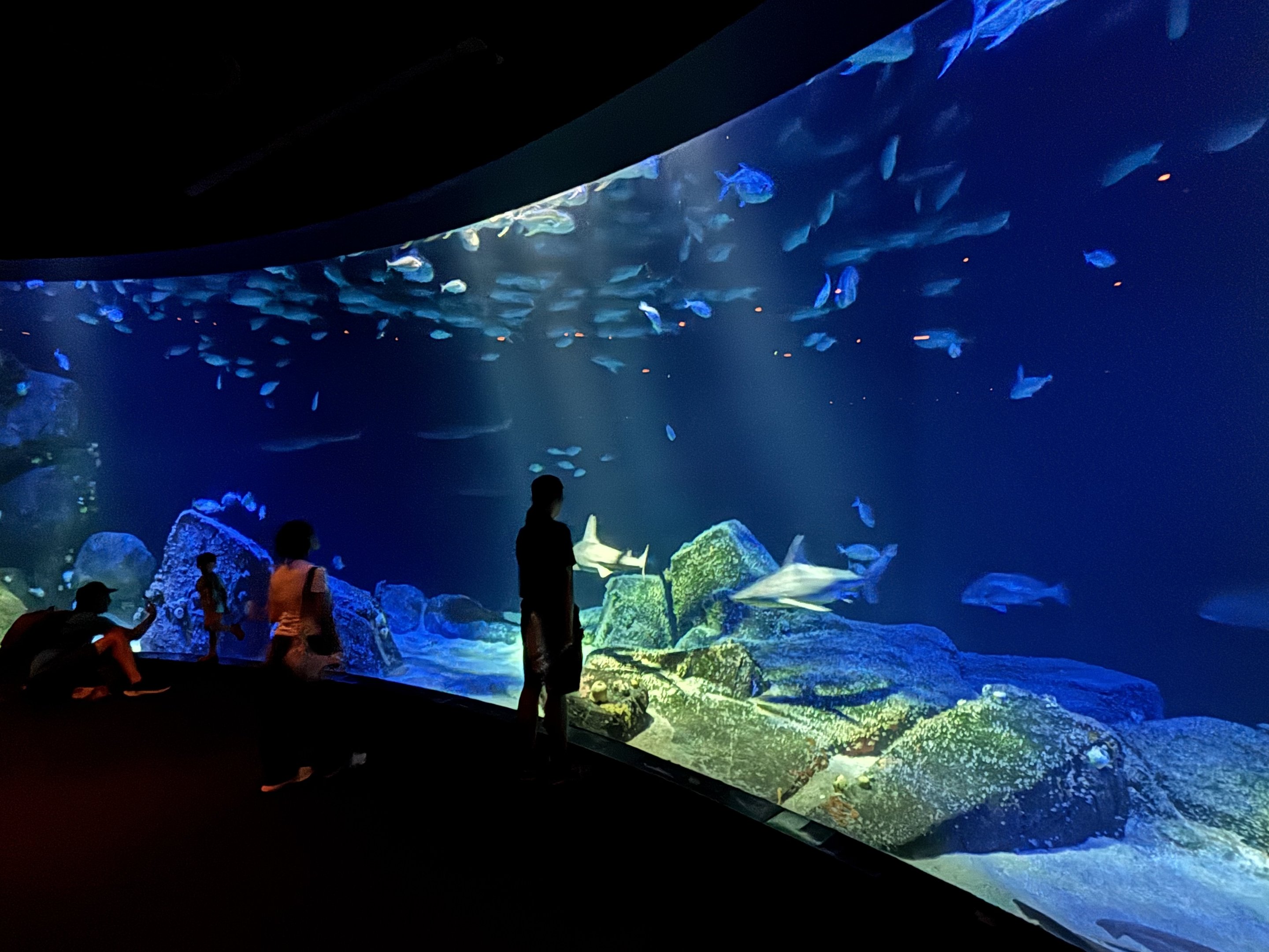 Ocean Wonders: Sharks!