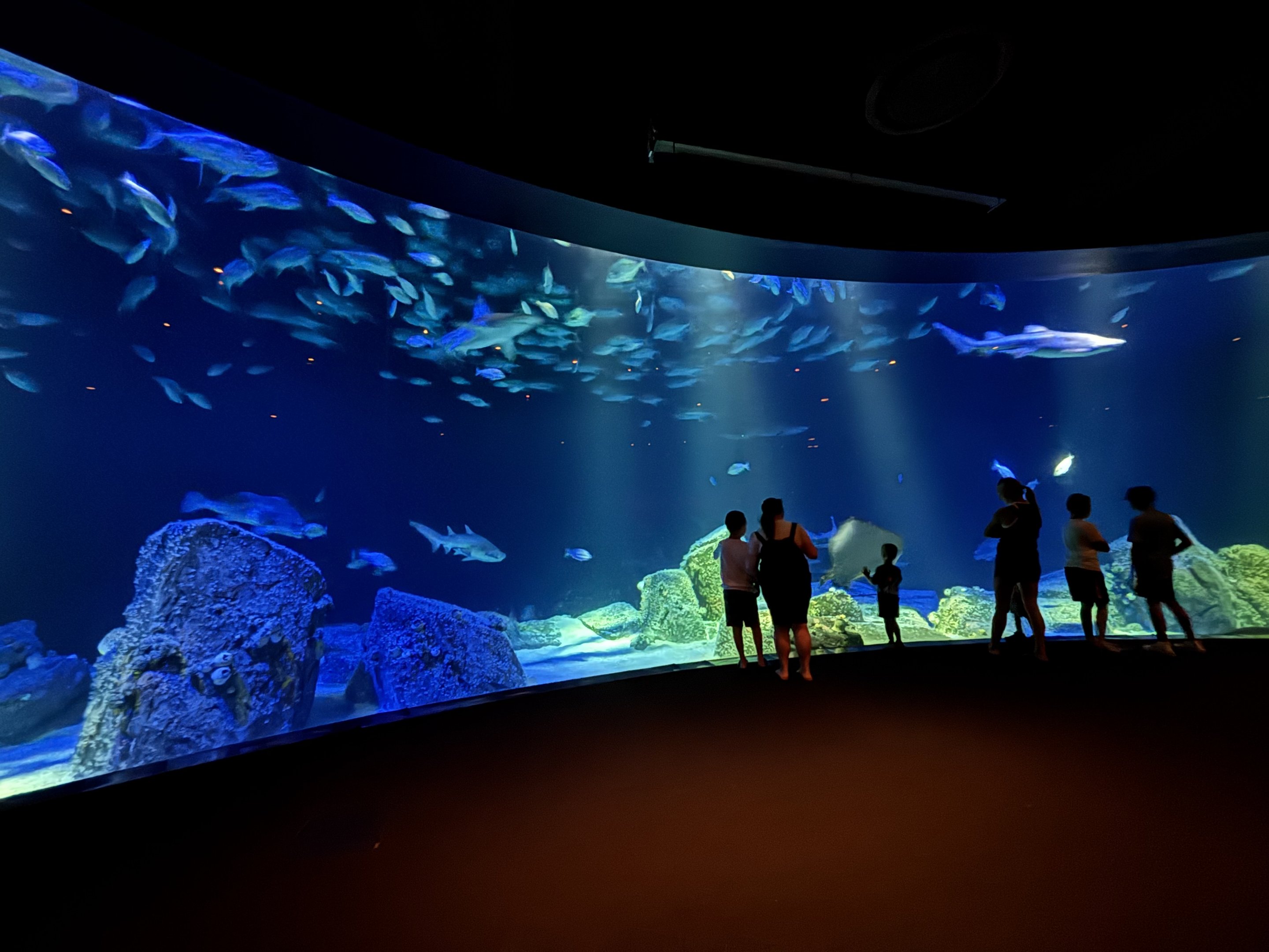 Ocean Wonders: Sharks!