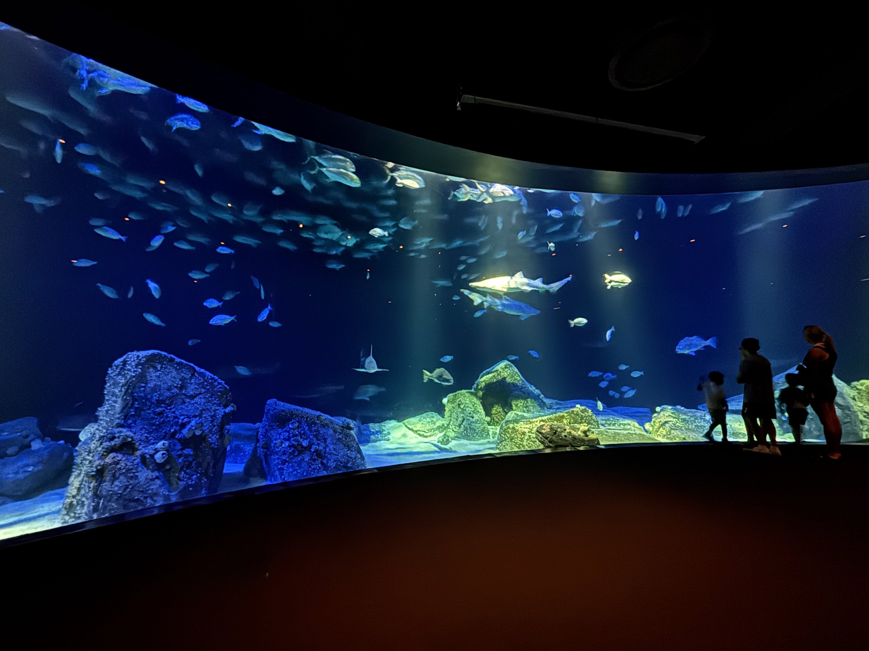 Ocean Wonders: Sharks!