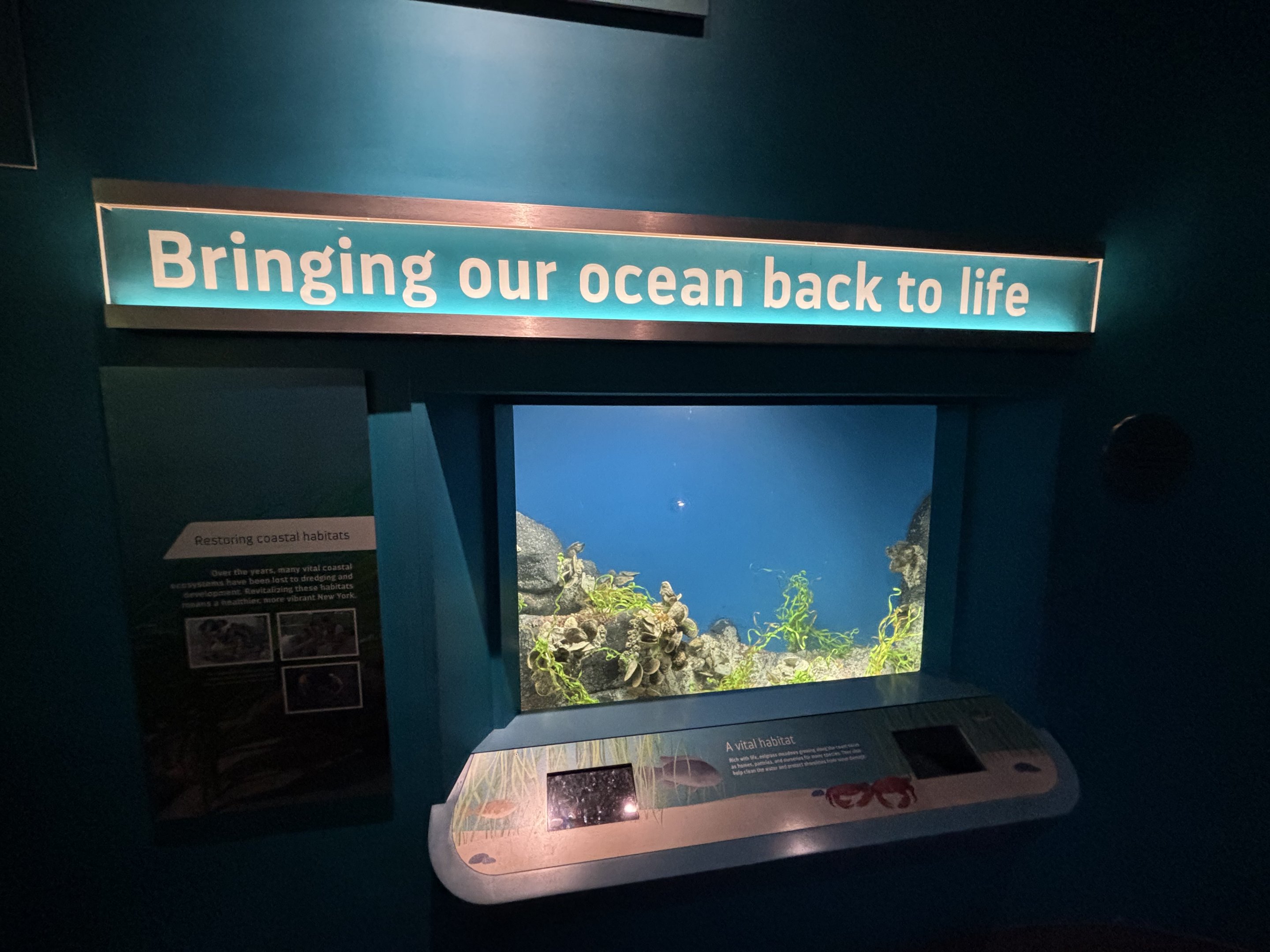 Ocean Wonders: Sharks!