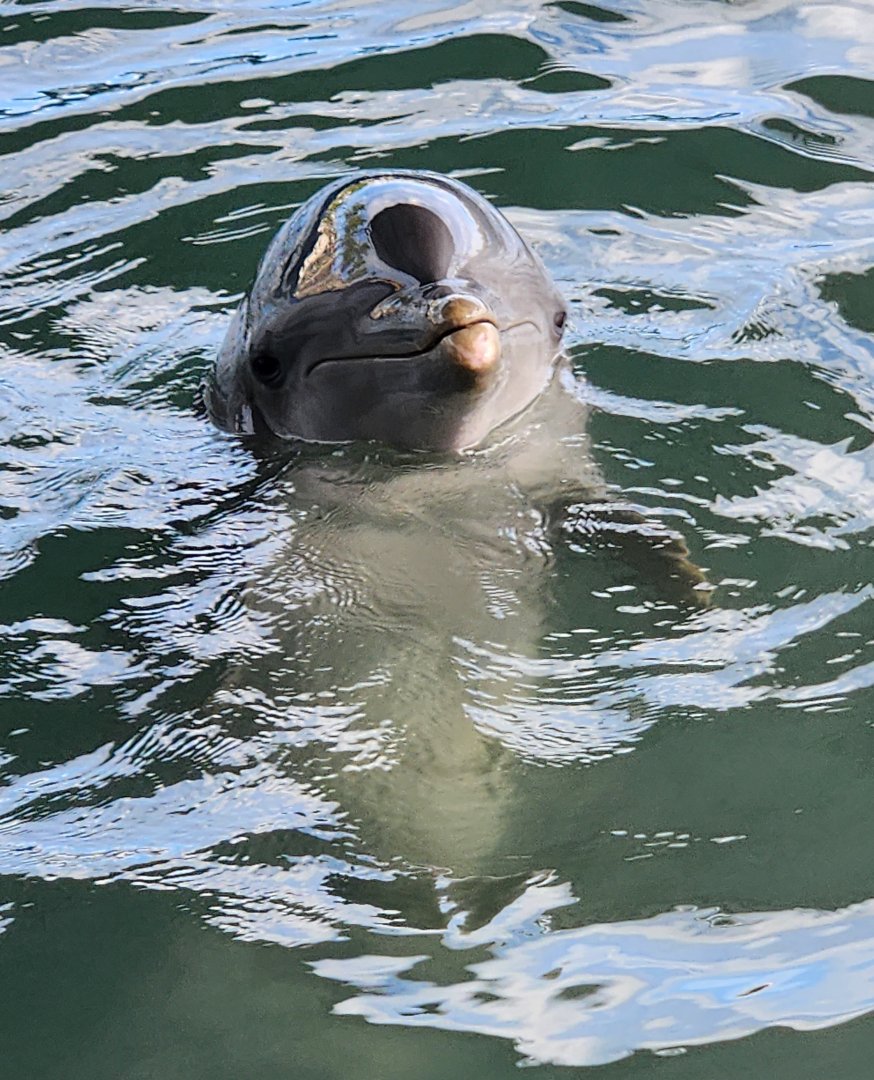 Ocean World Puerto Plata - Bottlenose Dolphin