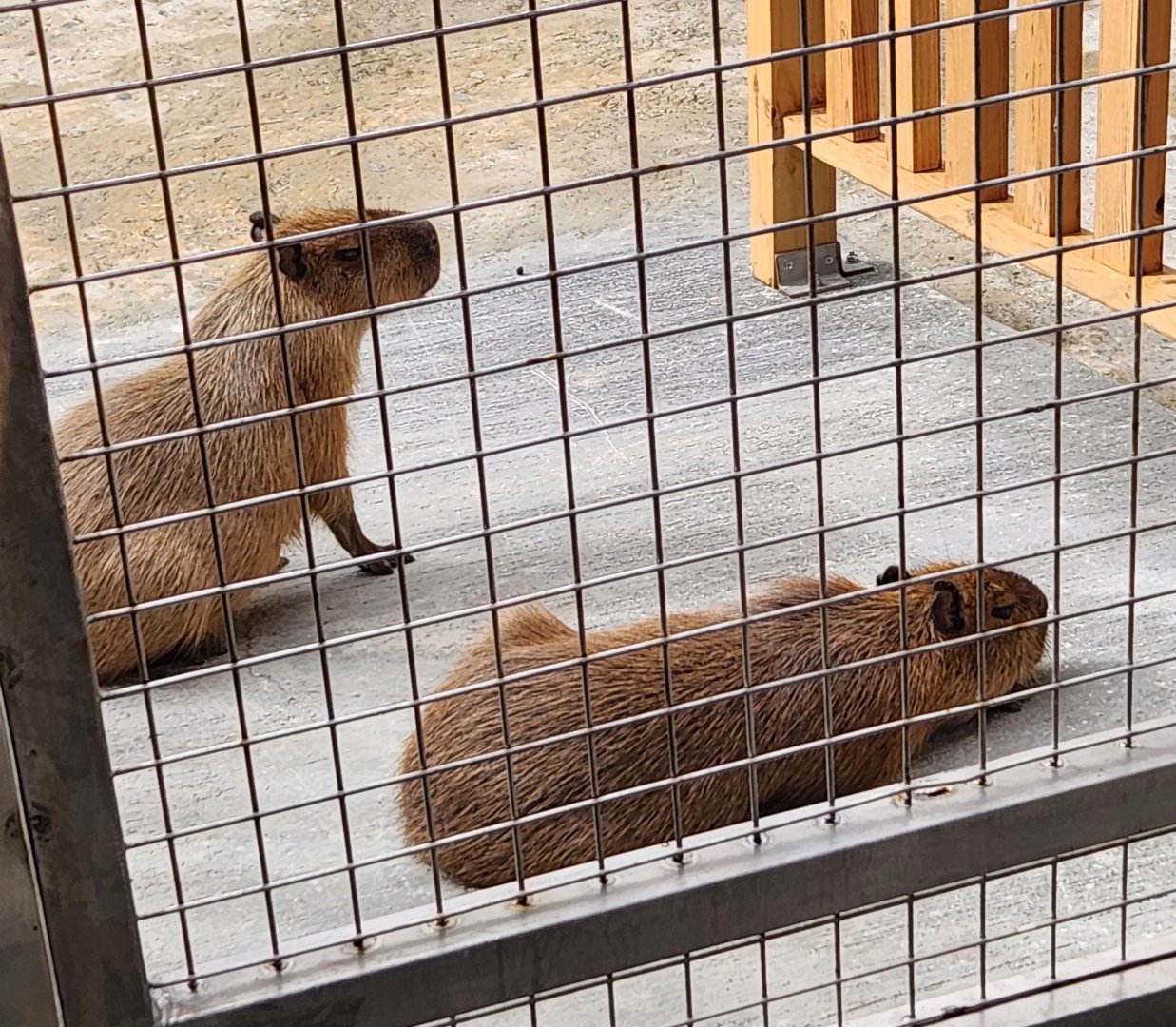 Ocean World Puerto Plata - Capybaras