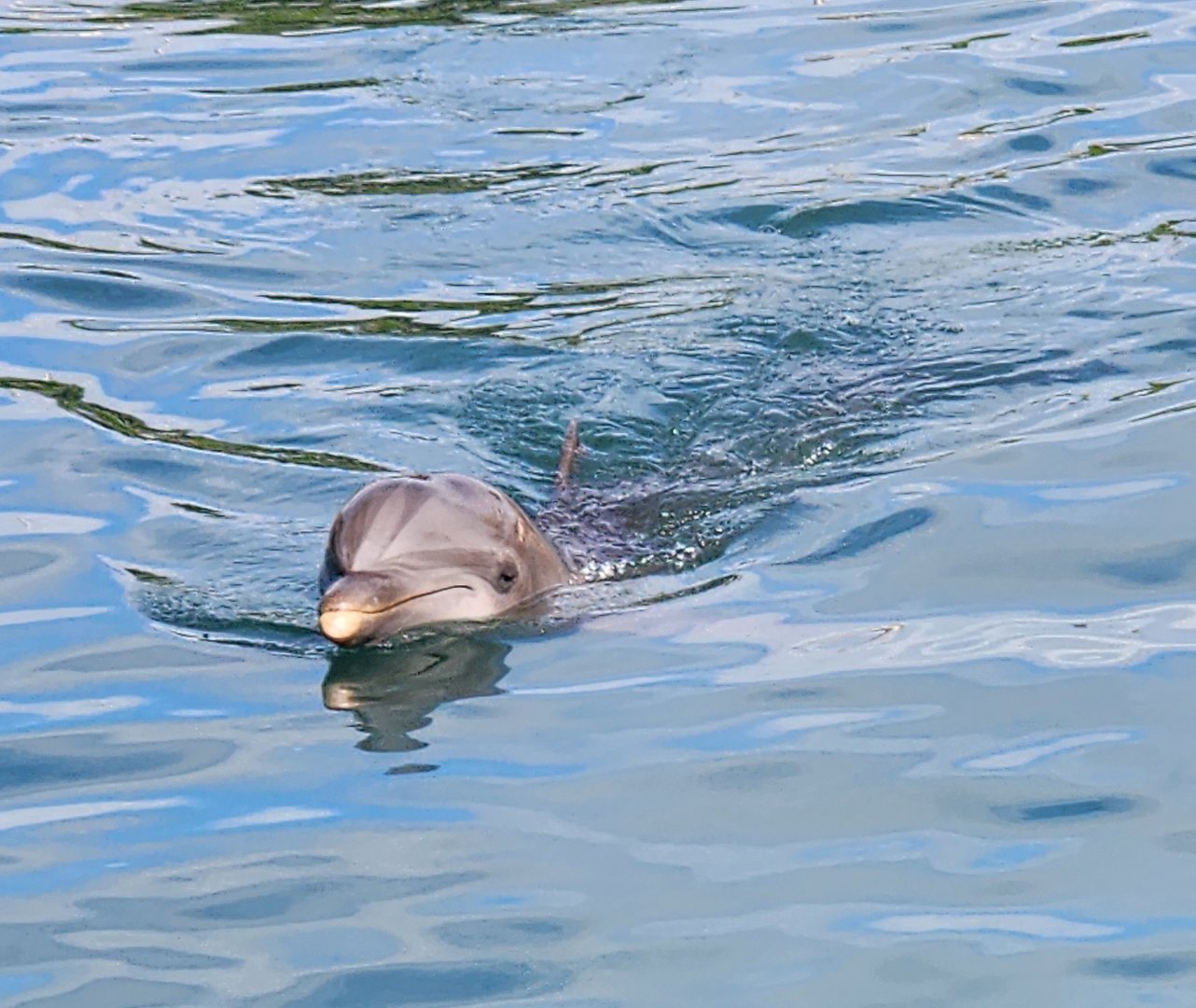Ocean World Puerto Plata - Dolphin swimming