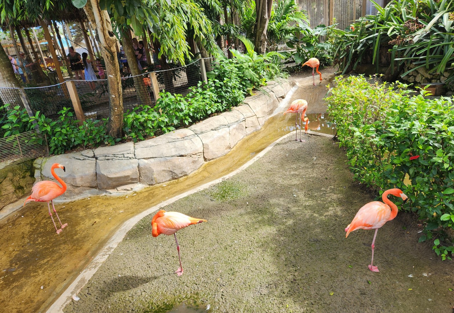 Ocean World Puerto Plata - Flamingo exhibit