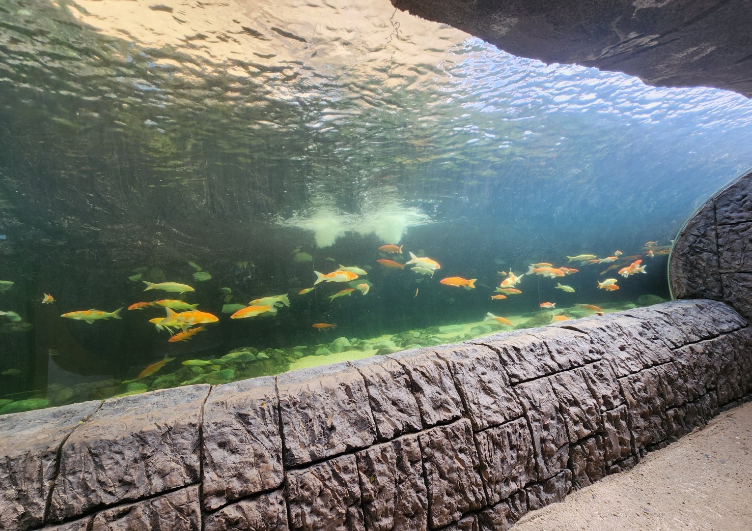 Ocean World Puerto Plata - Freshwater tank