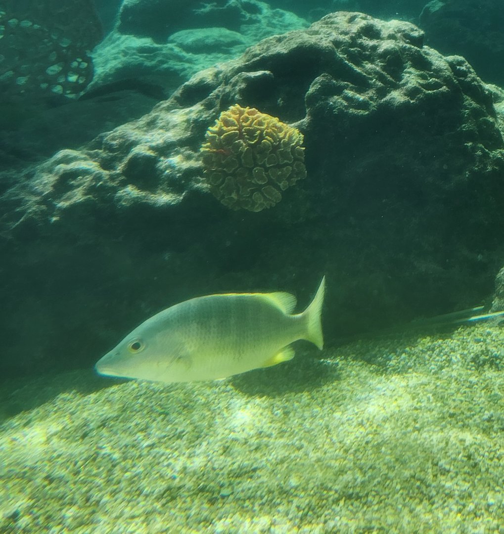 Ocean World Puerto Plata - Reef tank 1