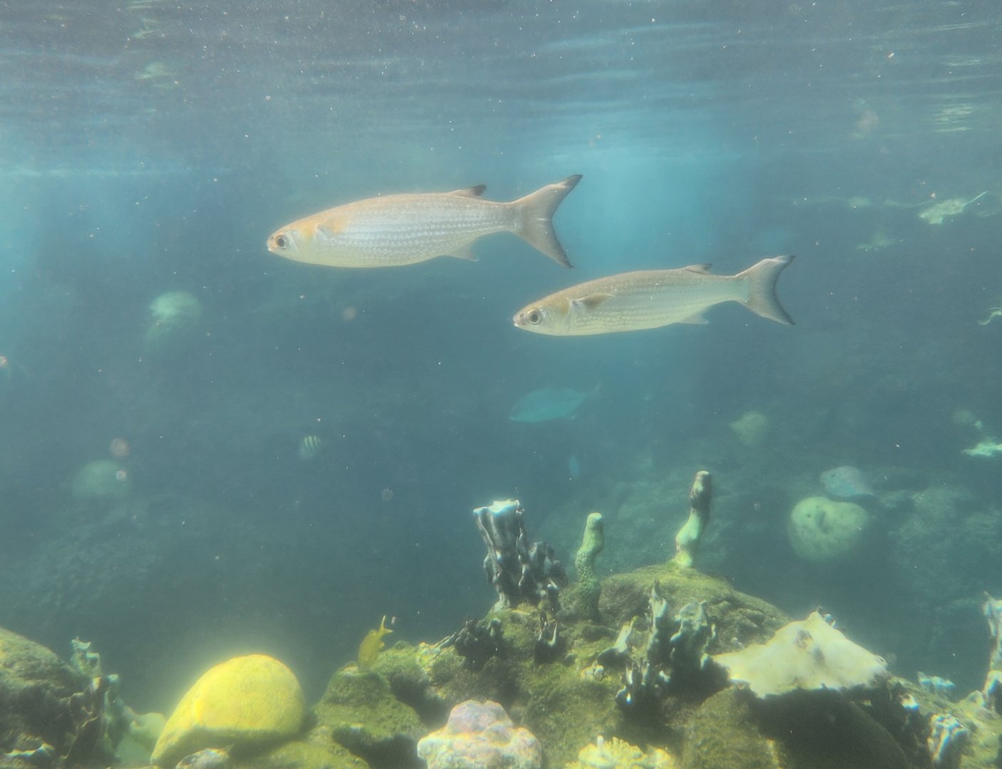 Ocean World Puerto Plata - Reef tank 2