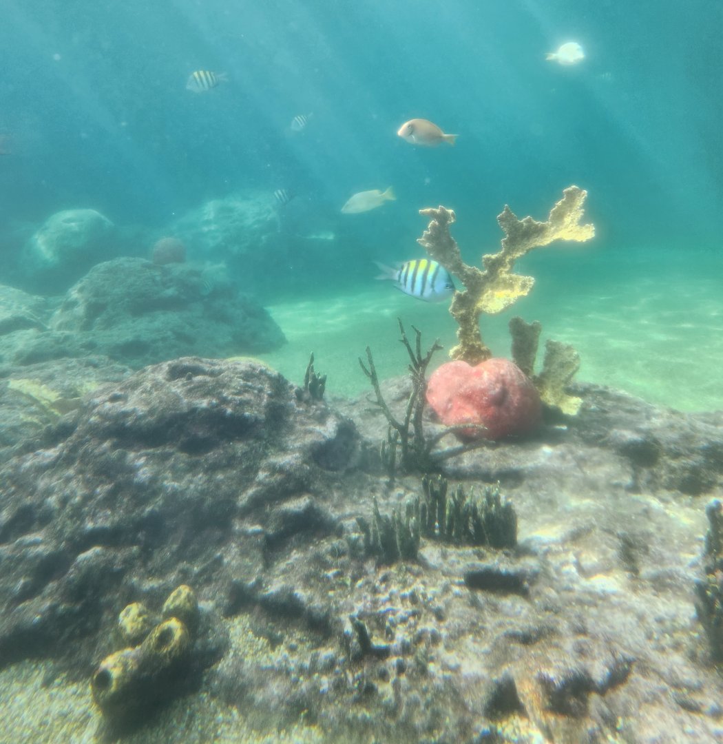 Ocean World Puerto Plata - Reef tank 3