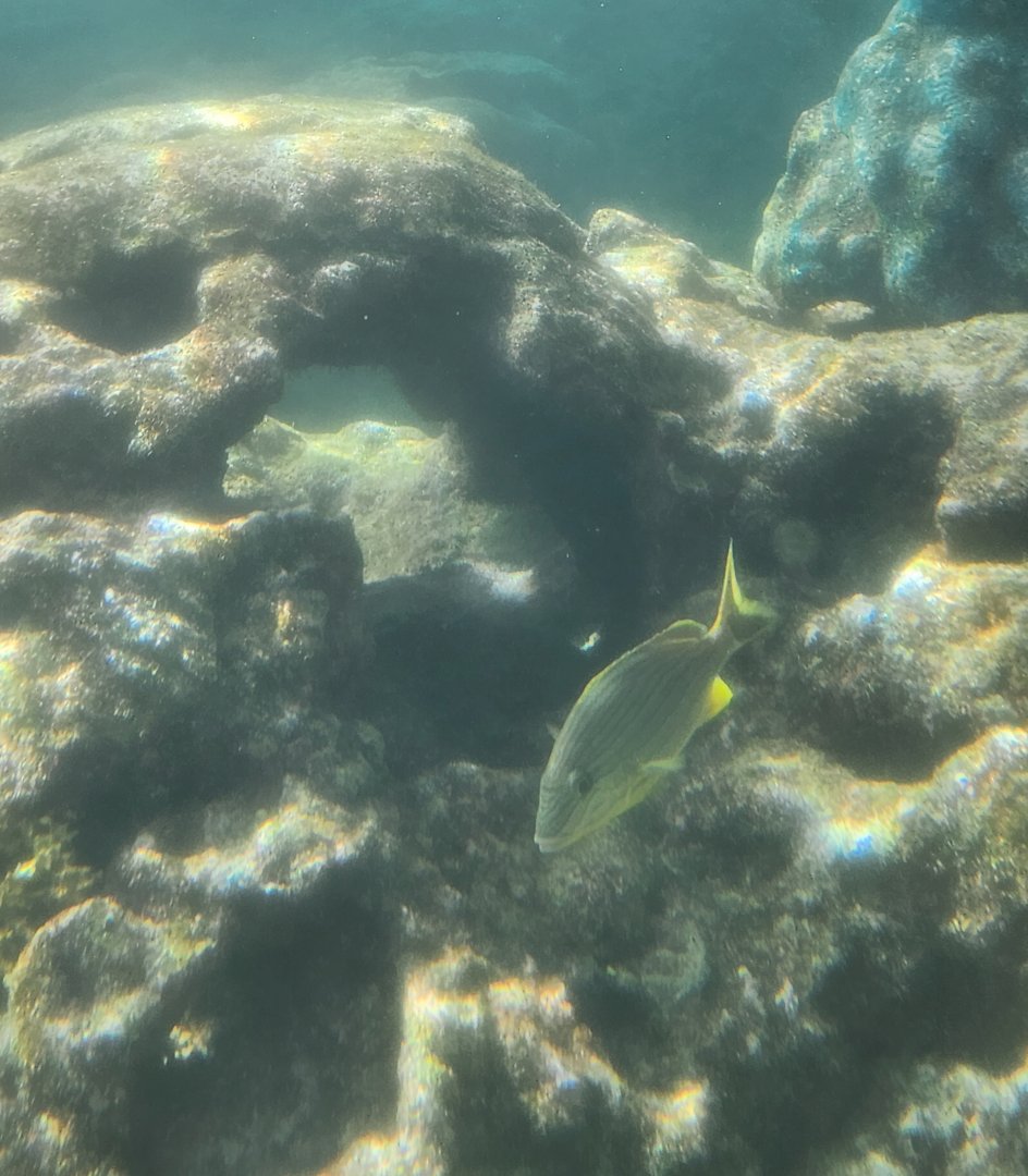 Ocean World Puerto Plata - Reef tank 4