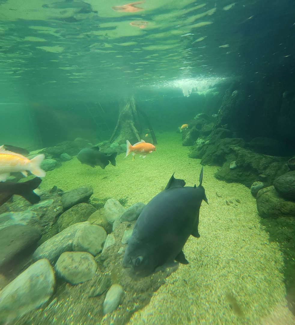 Ocean World Puerto Plata - River tank