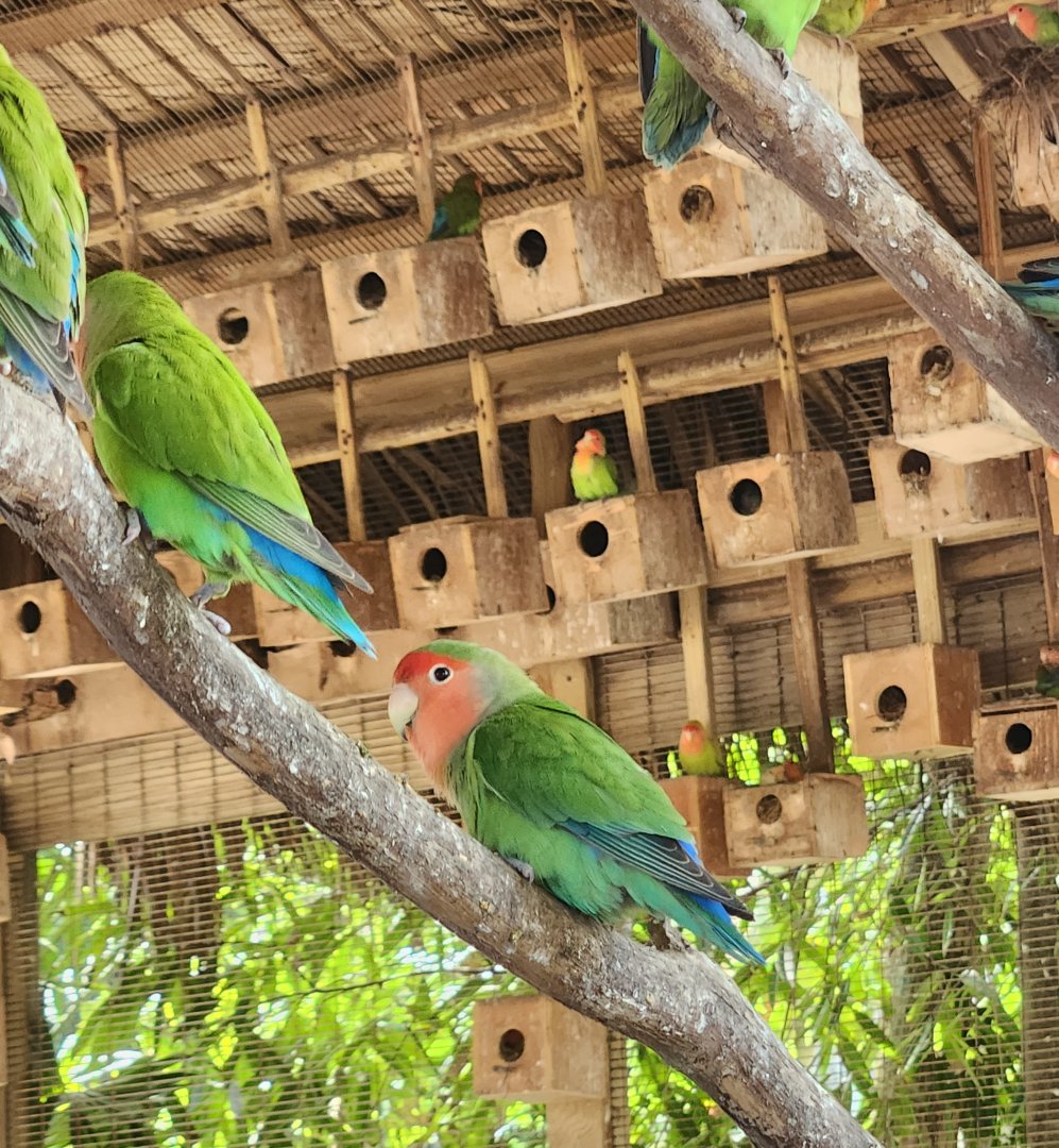 Ocean World Puerto Plata - Rosy-faced Lovebirds