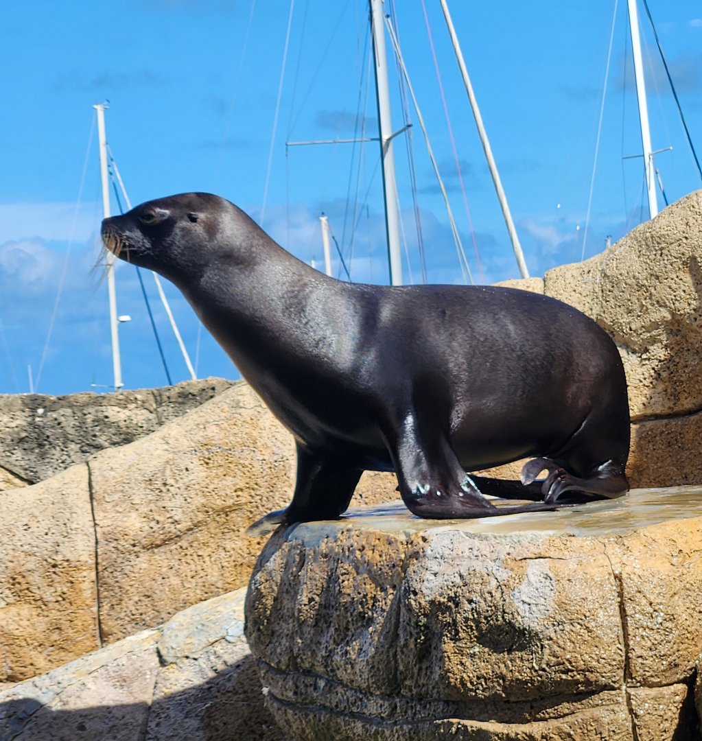 Ocean World Puerto Plata - Sea lion at show