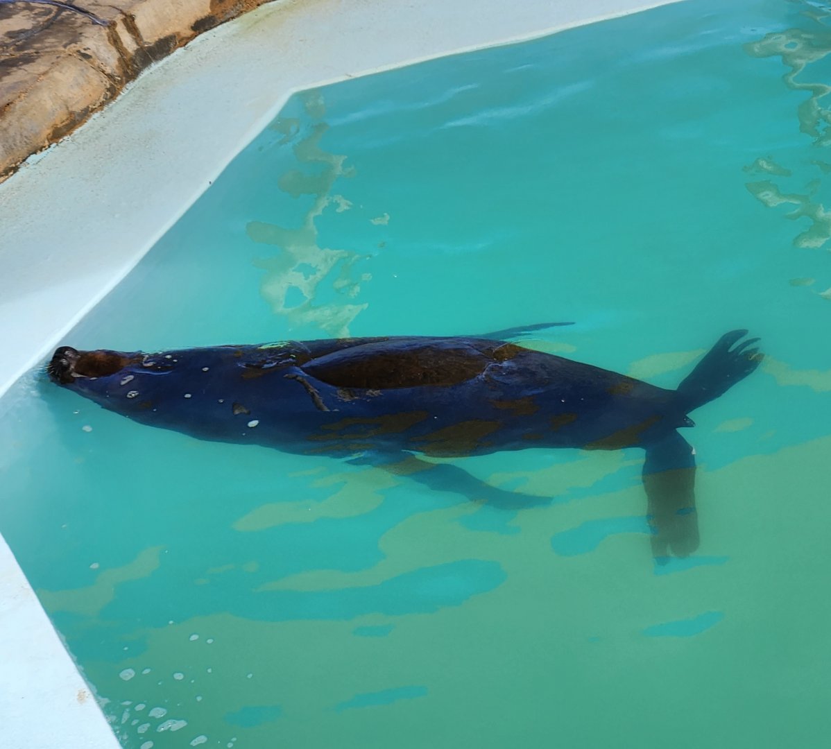 Ocean World Puerto Plata - Sea lion (South American?)