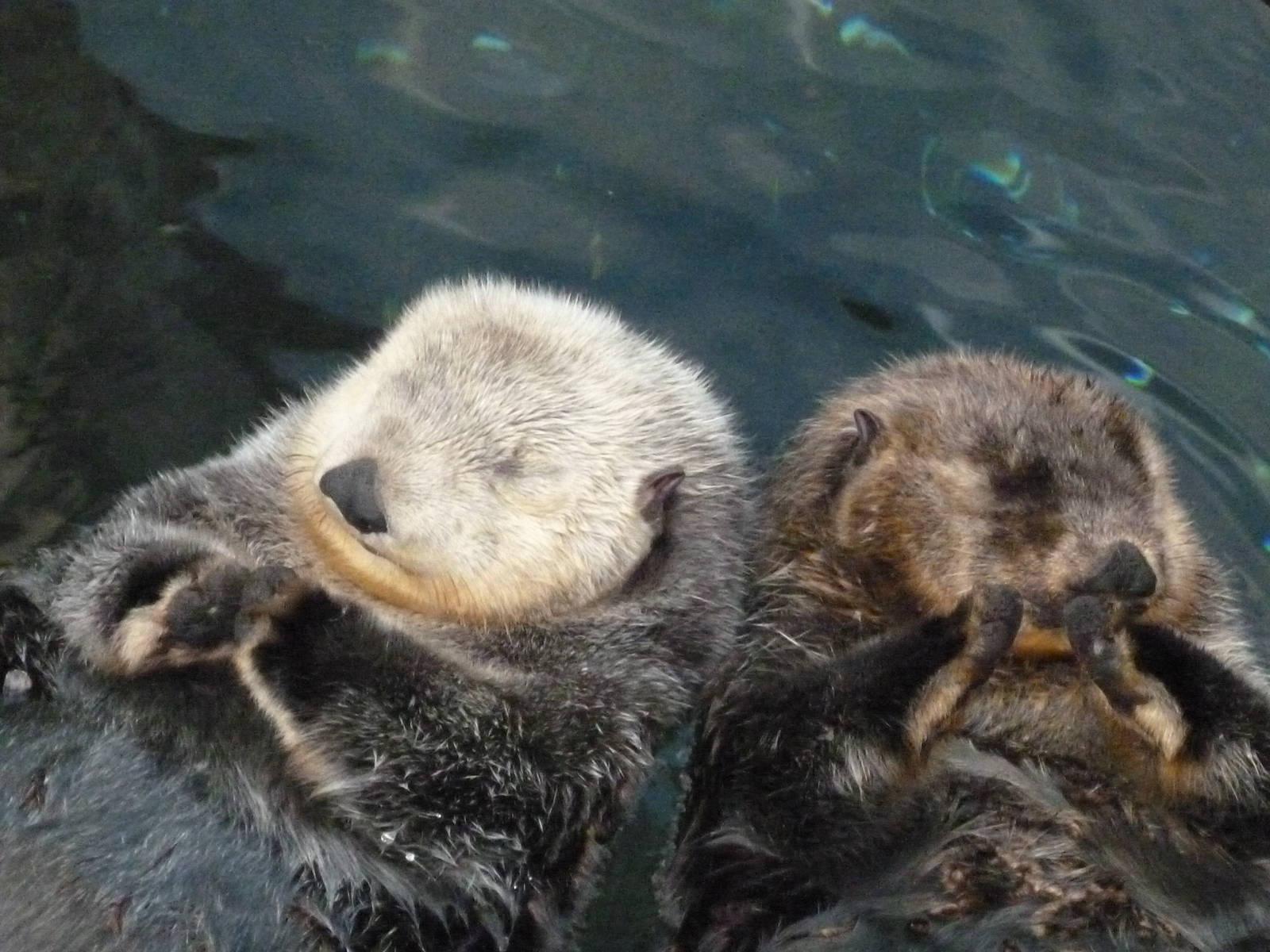 Oceanário de Lisboa 2011